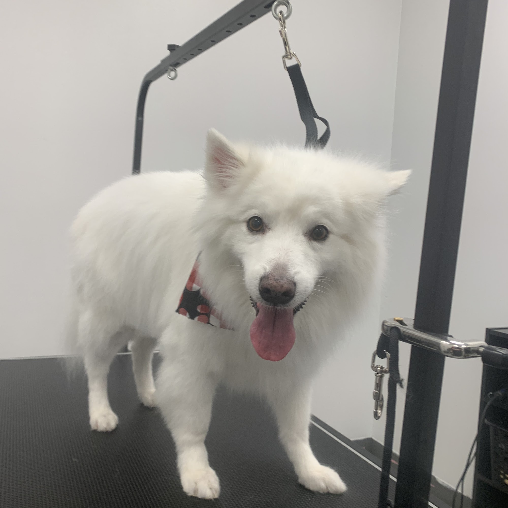 We Love Your Pets LLC Livonia