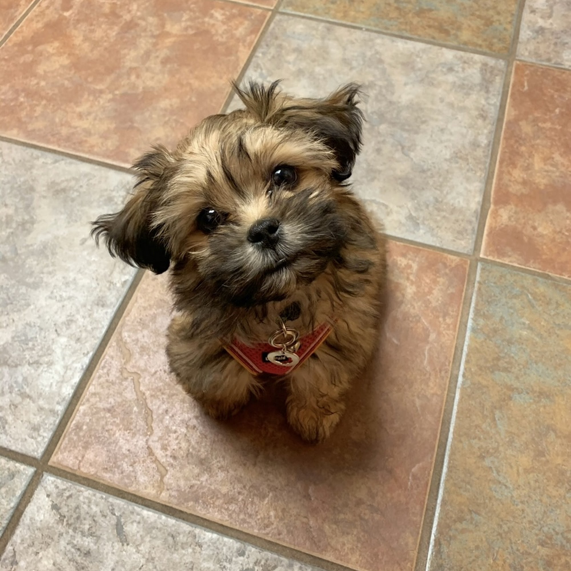 Grand River Veterinary Hospital PC Lowell