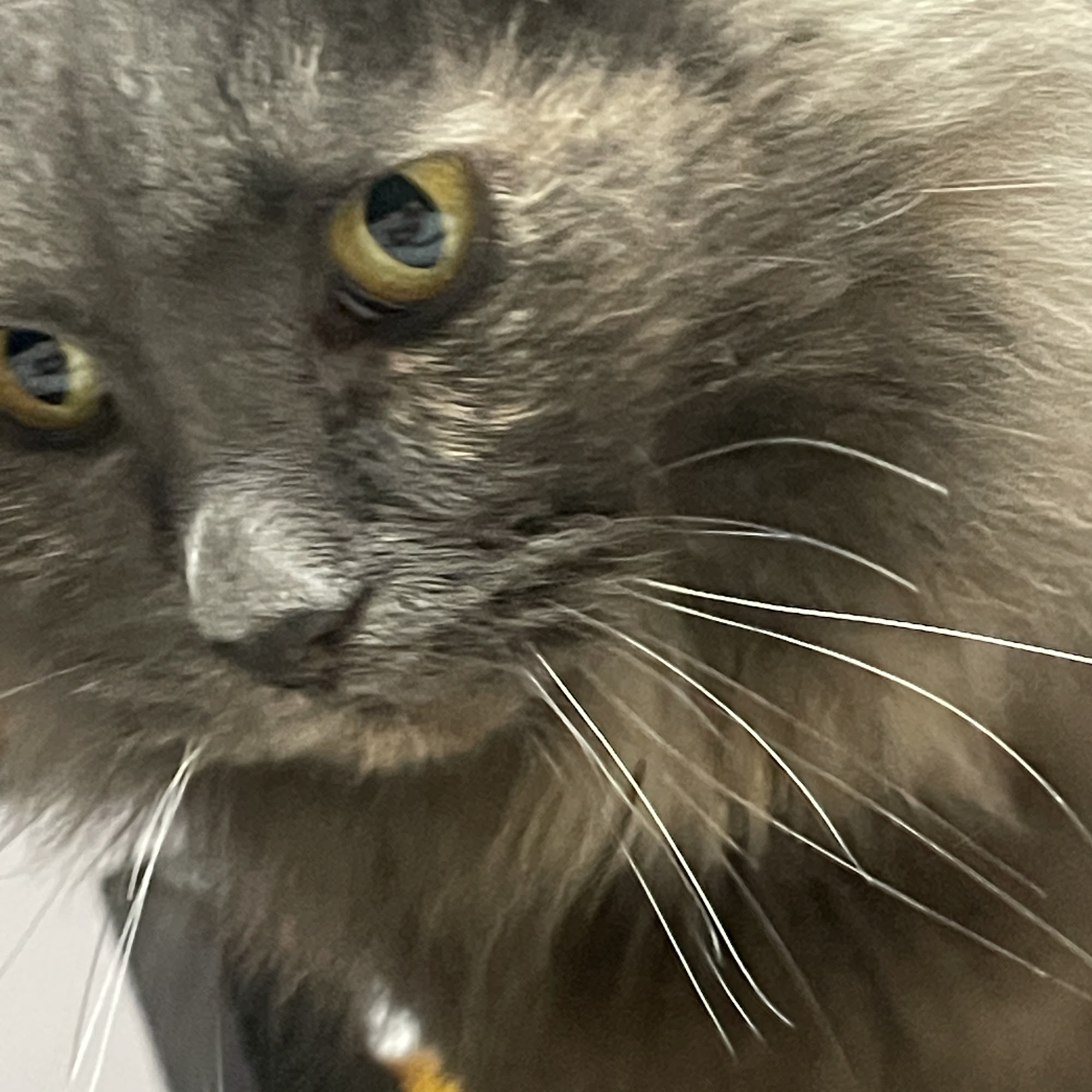 Animal Hospital of Ludington Ludington