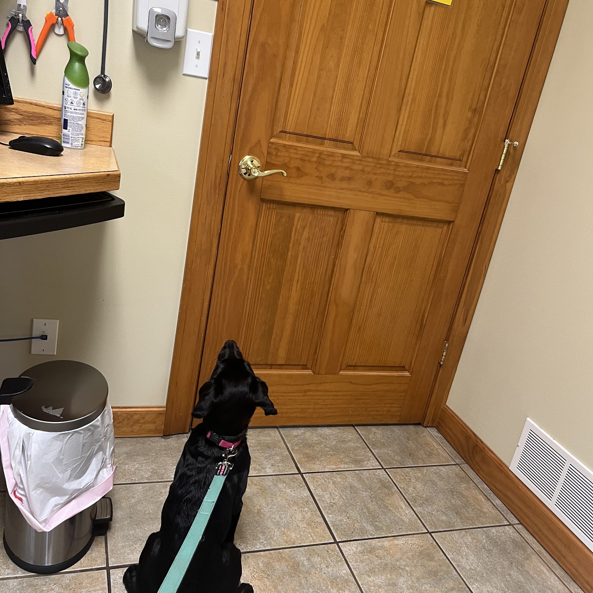 Country Veterinary Clinic Ludington