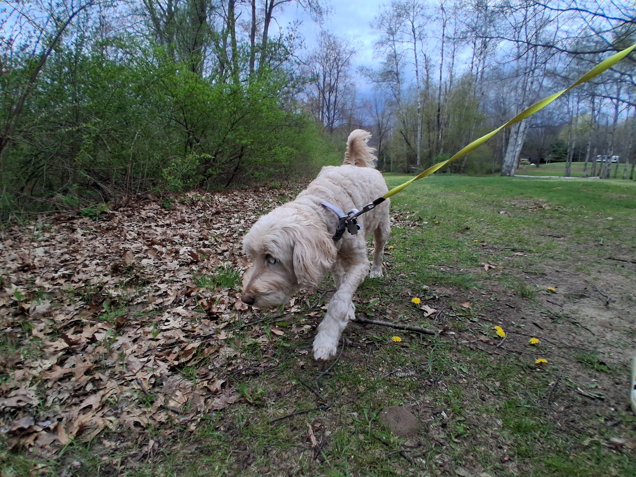 Anderson Creek Kennels Ludington