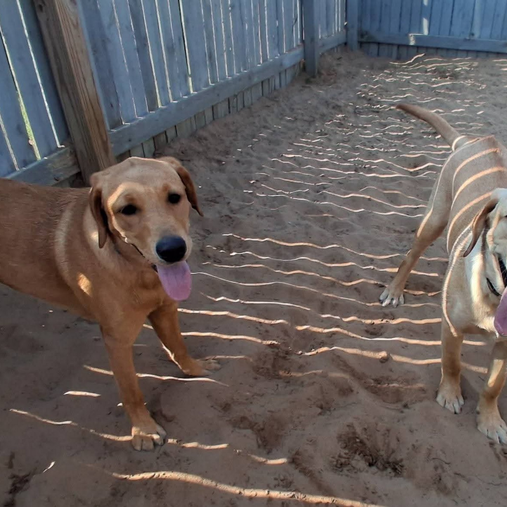 Anderson Creek Kennels Ludington