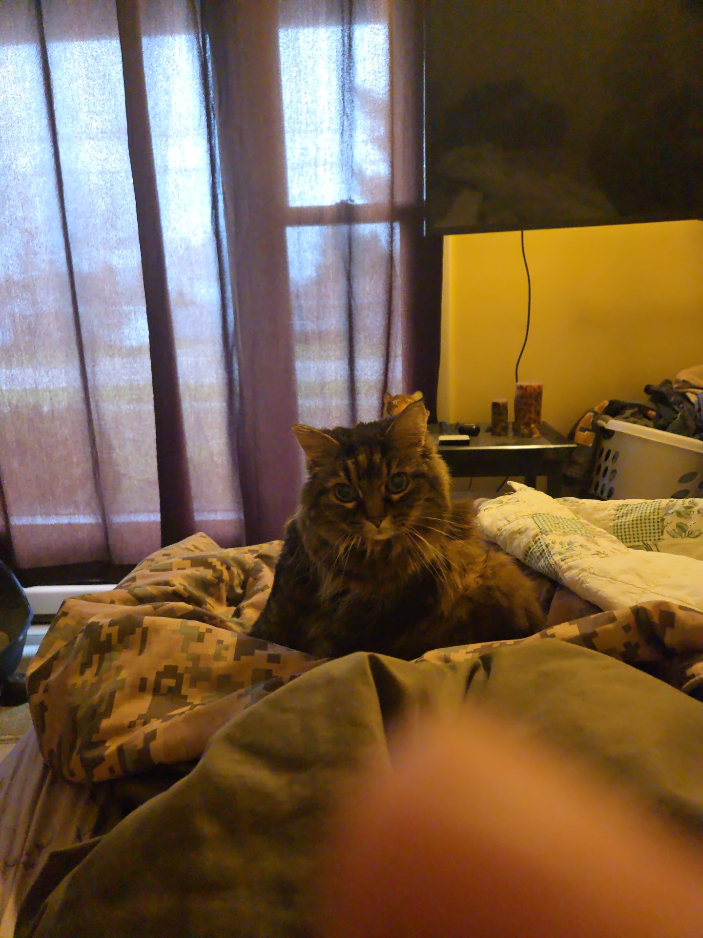 Mason County PAWS Humane Society Ludington