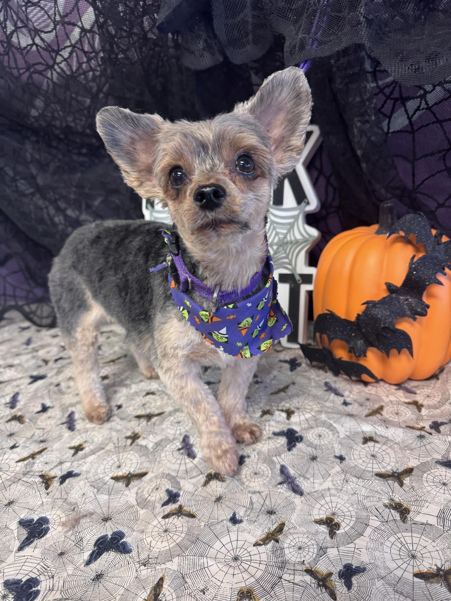 Angel's Pet Salon Luna Pier