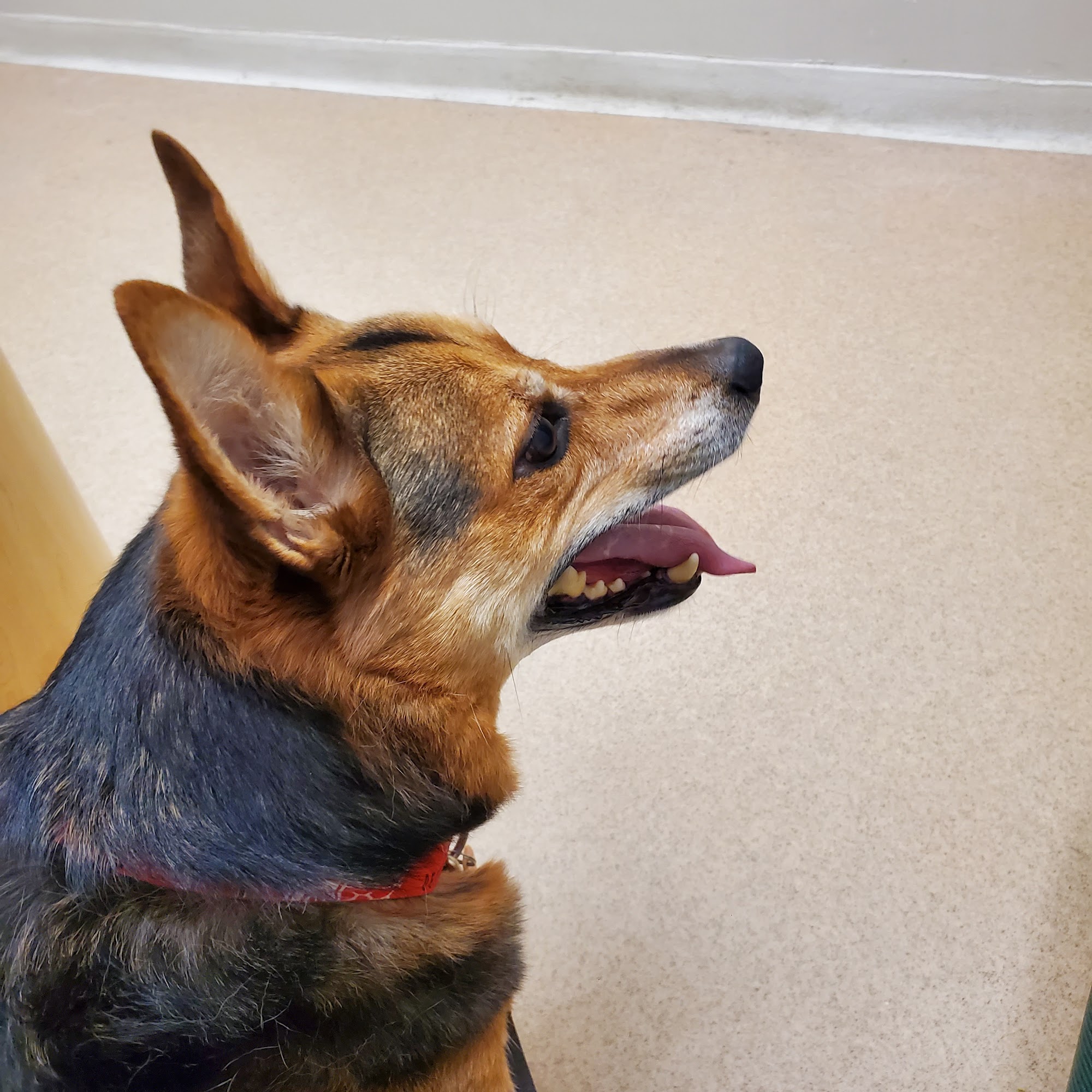 Macomb Center Veterinary Hospital Macomb