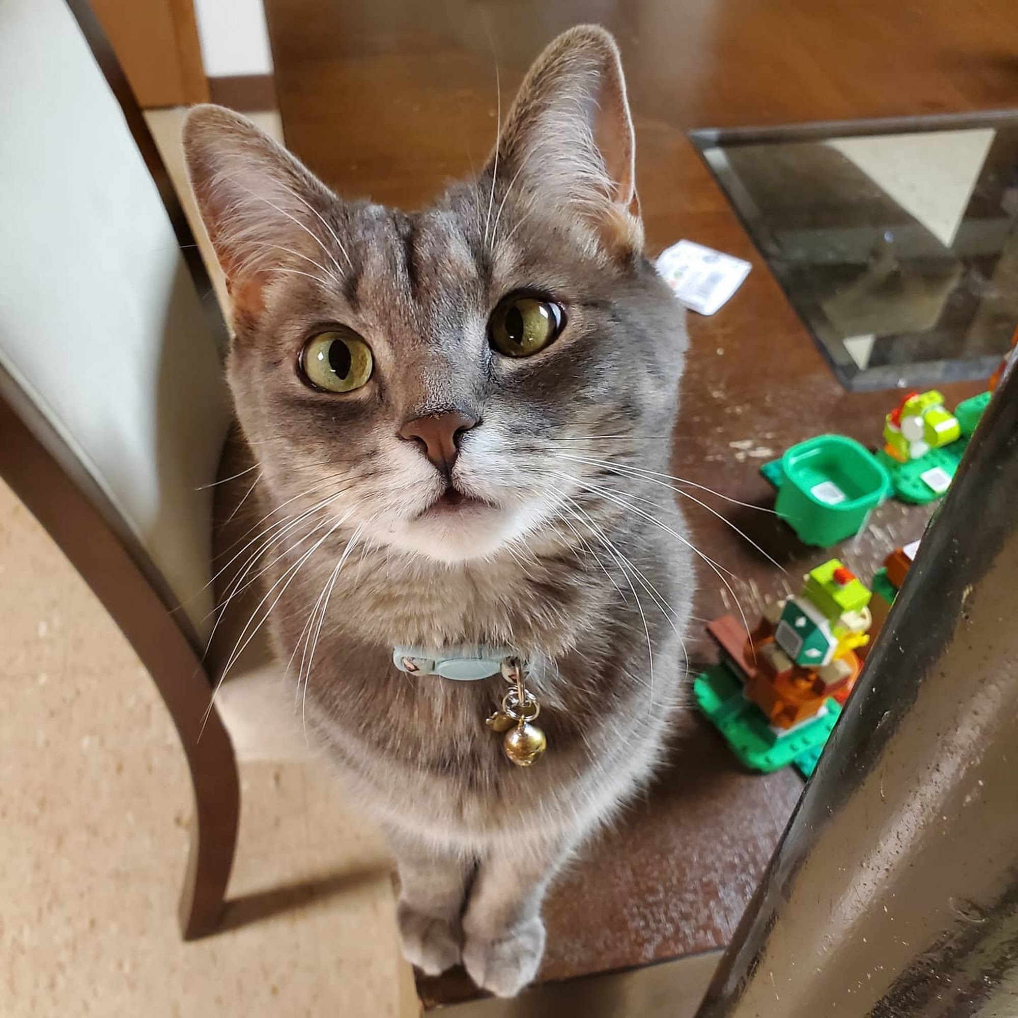 St Francis Animal Hospital Macomb