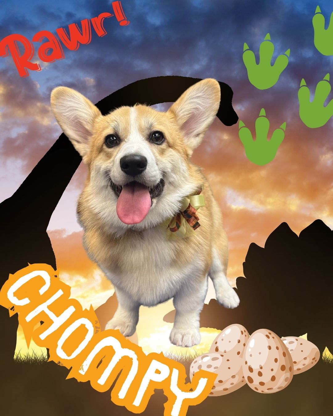 Diamond Pet Salon Macomb