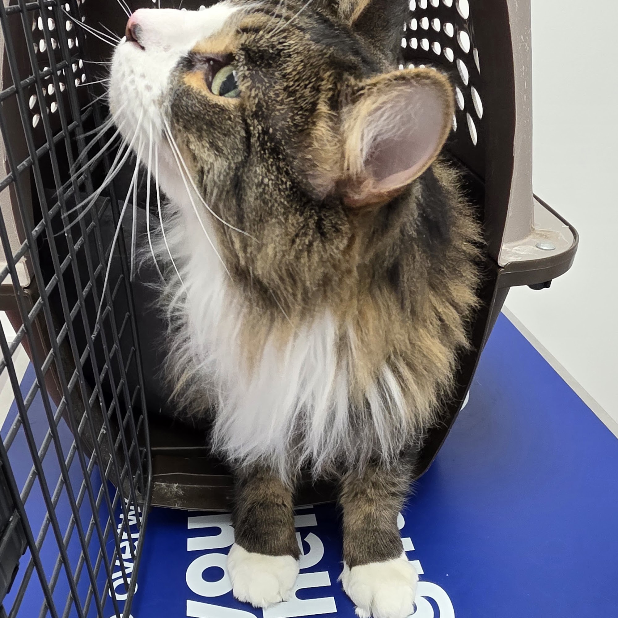 Veterinary Emergency Service Madison Heights