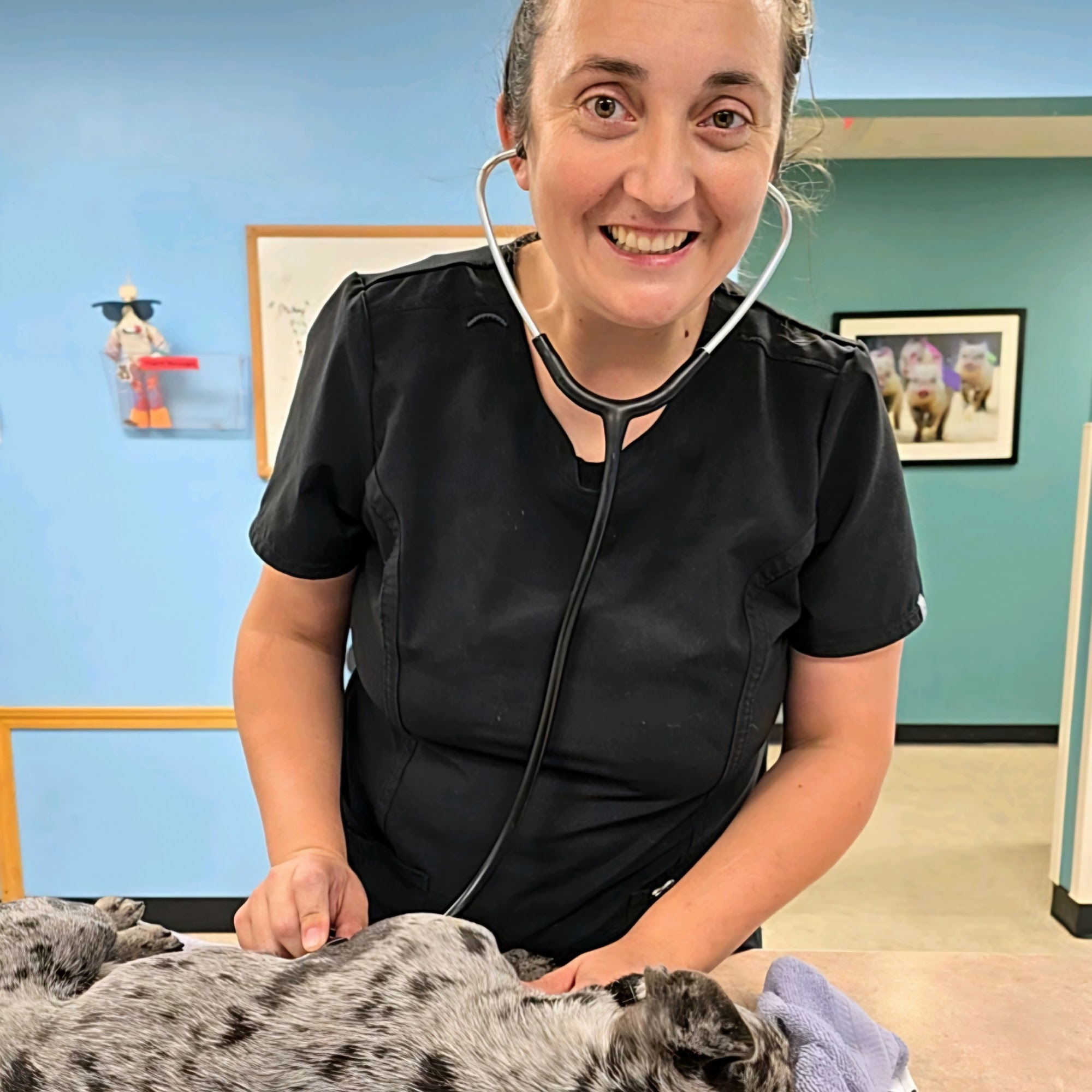 Mancelona Veterinary Hospital Mancelona