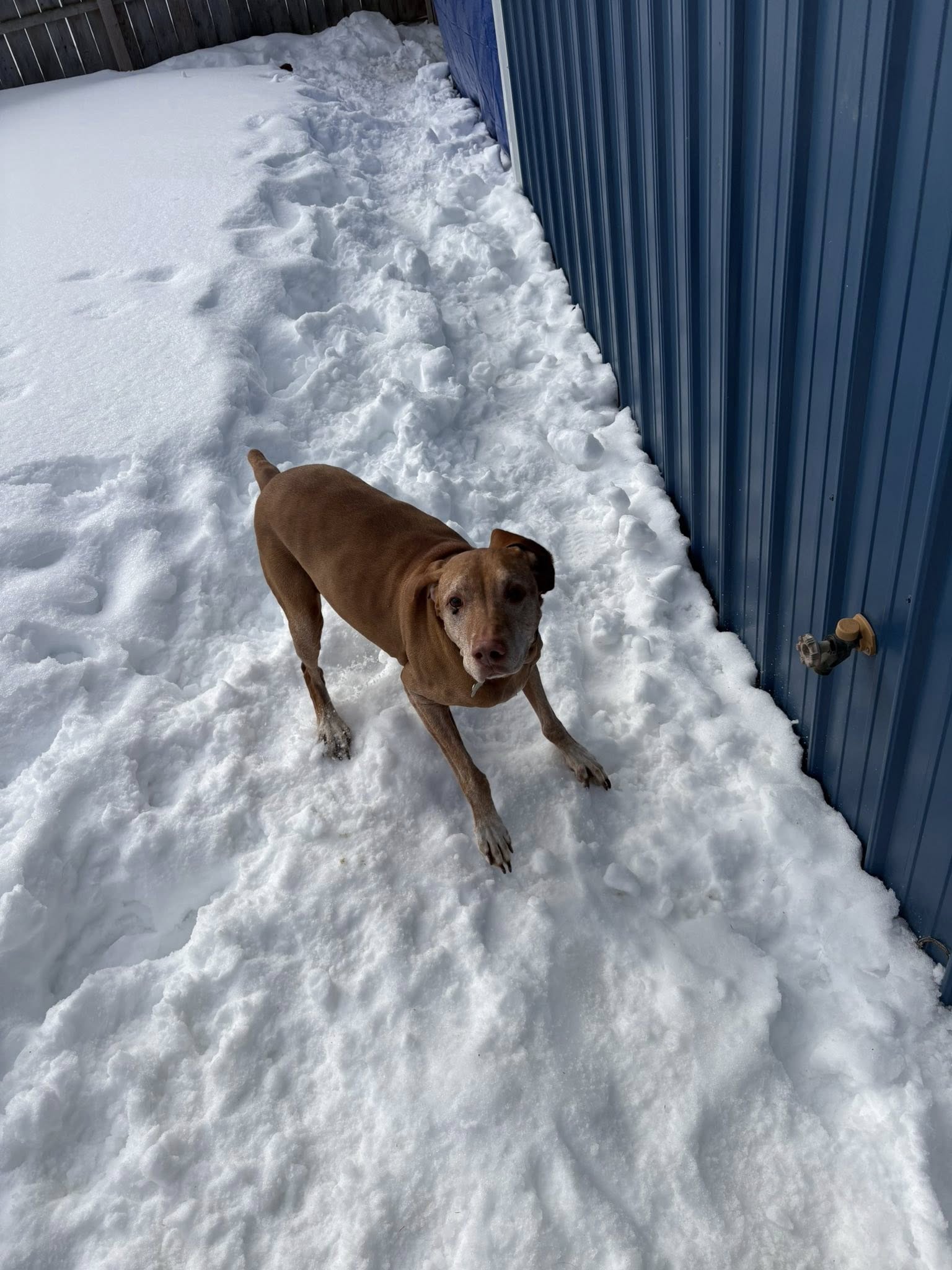 Meadow Pond Pet Resort Mancelona