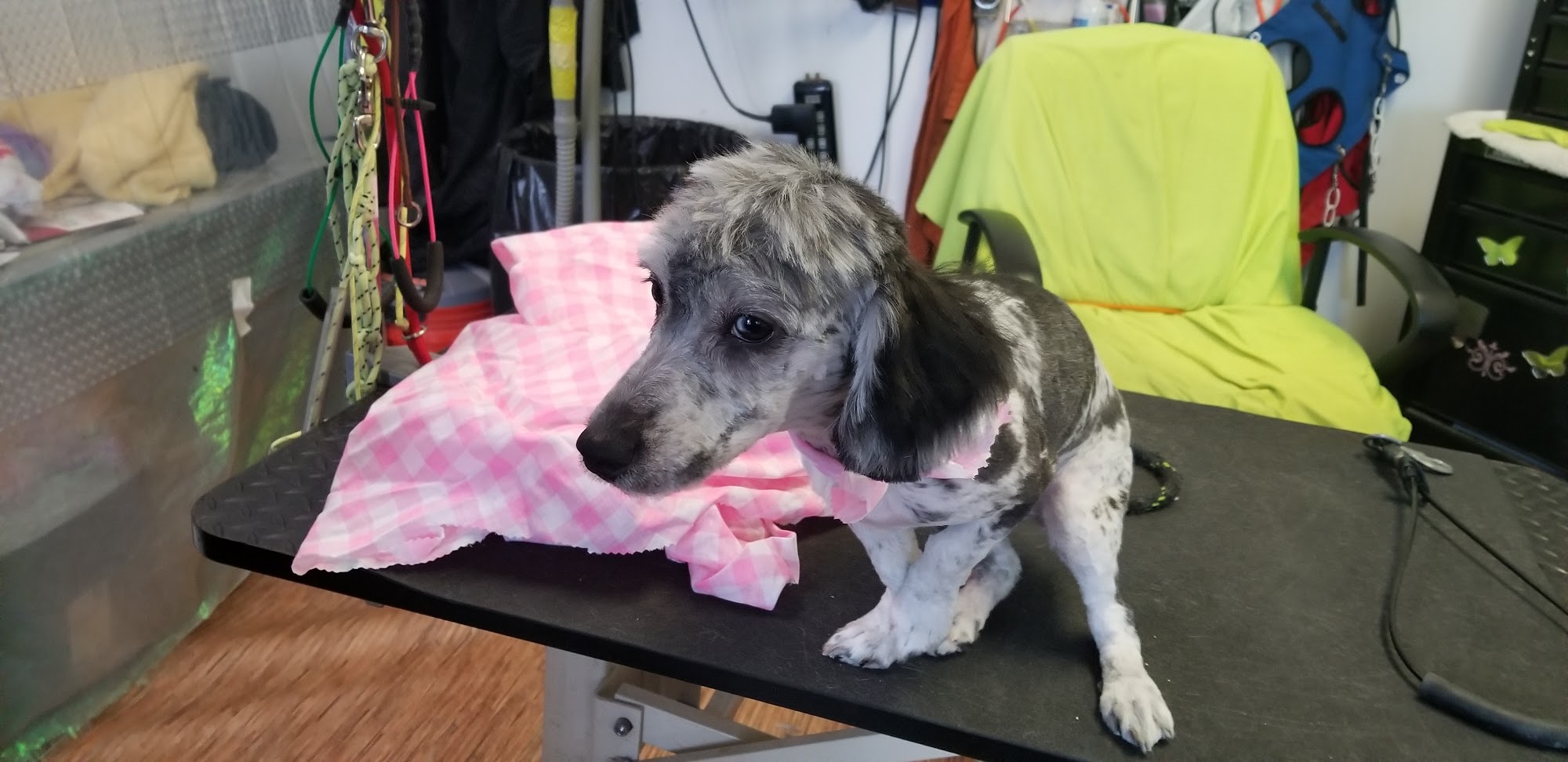 All Pets Grooming Manchester