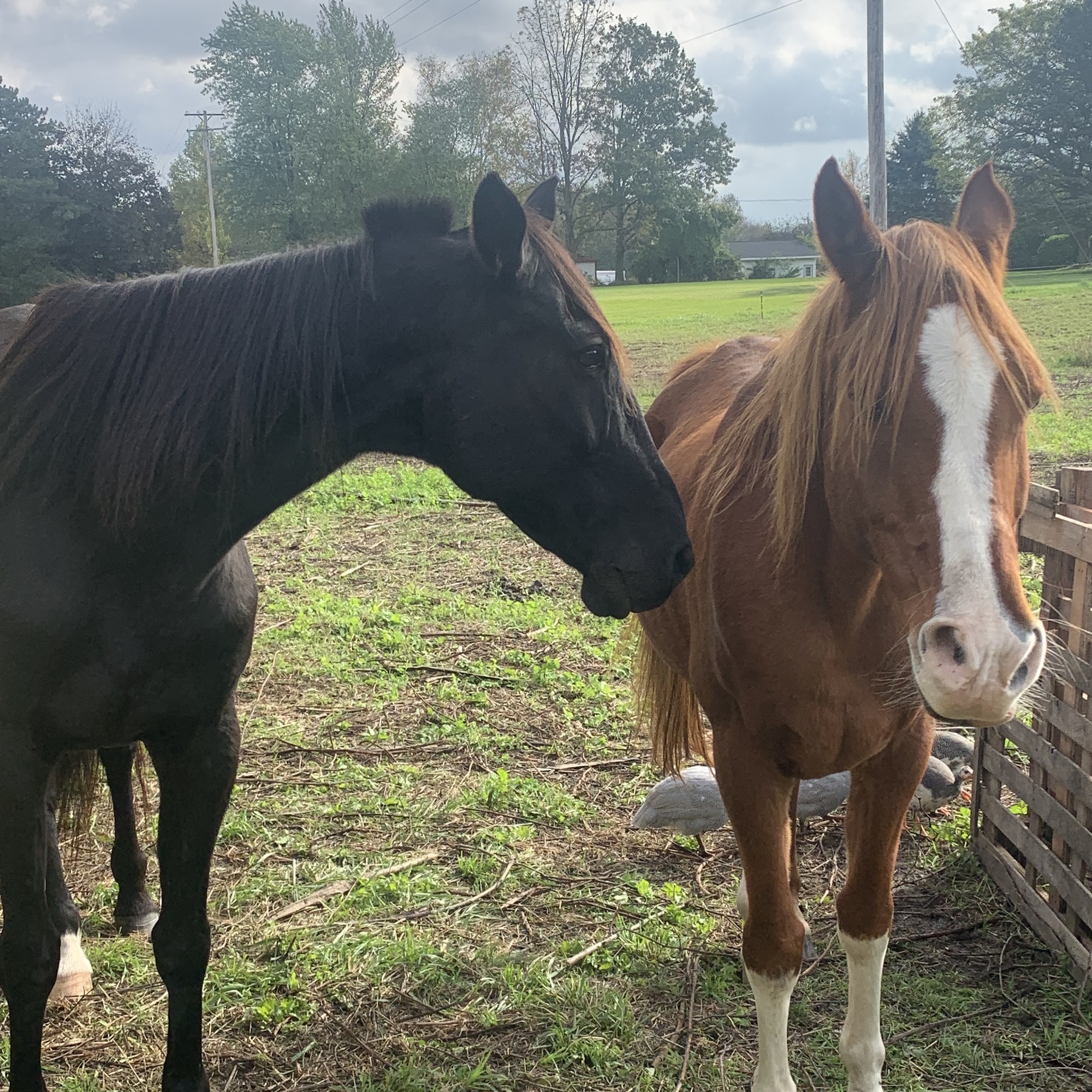 The Veterinary Standard PLLC Manchester