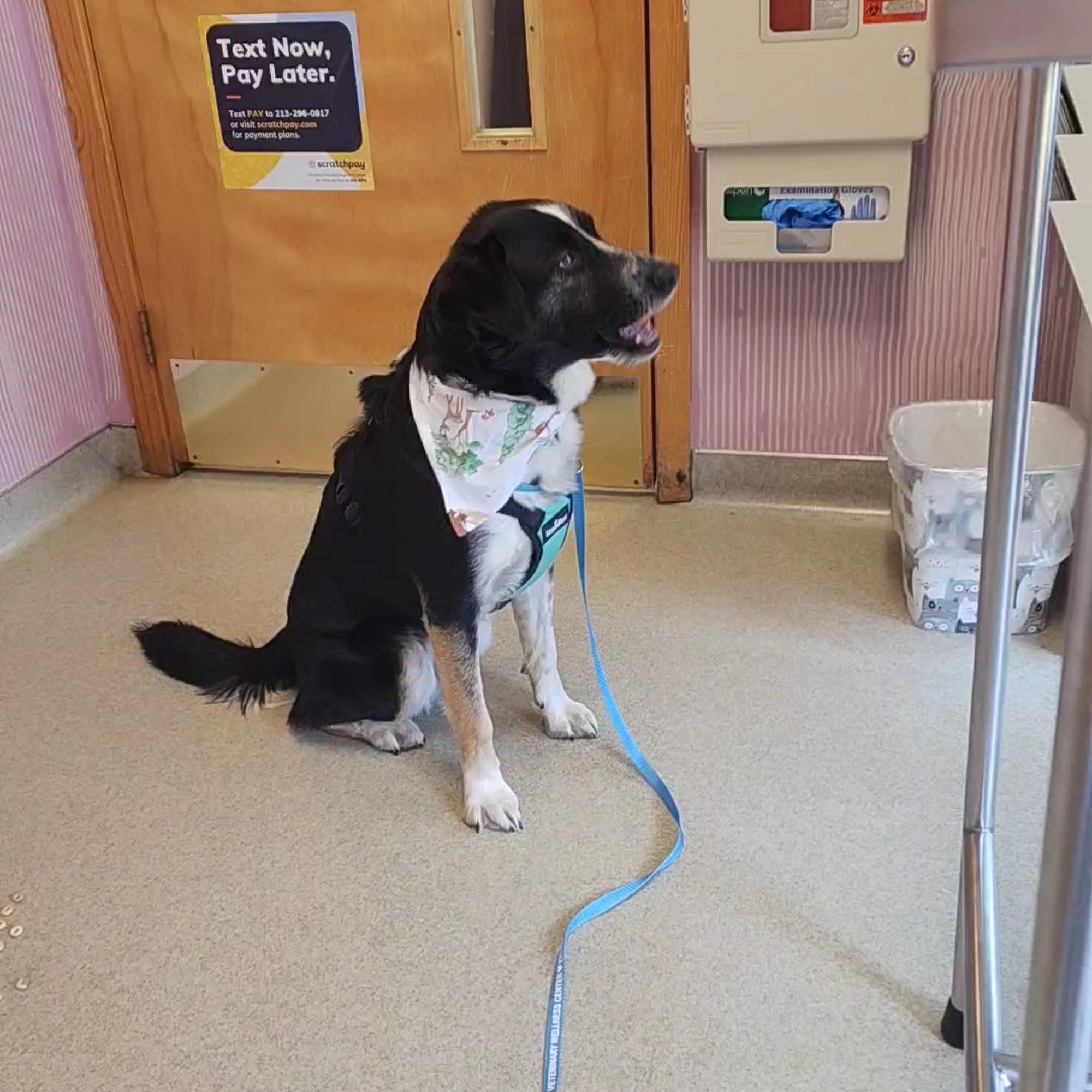 Parkdale Veterinary Wellness Center Manistee