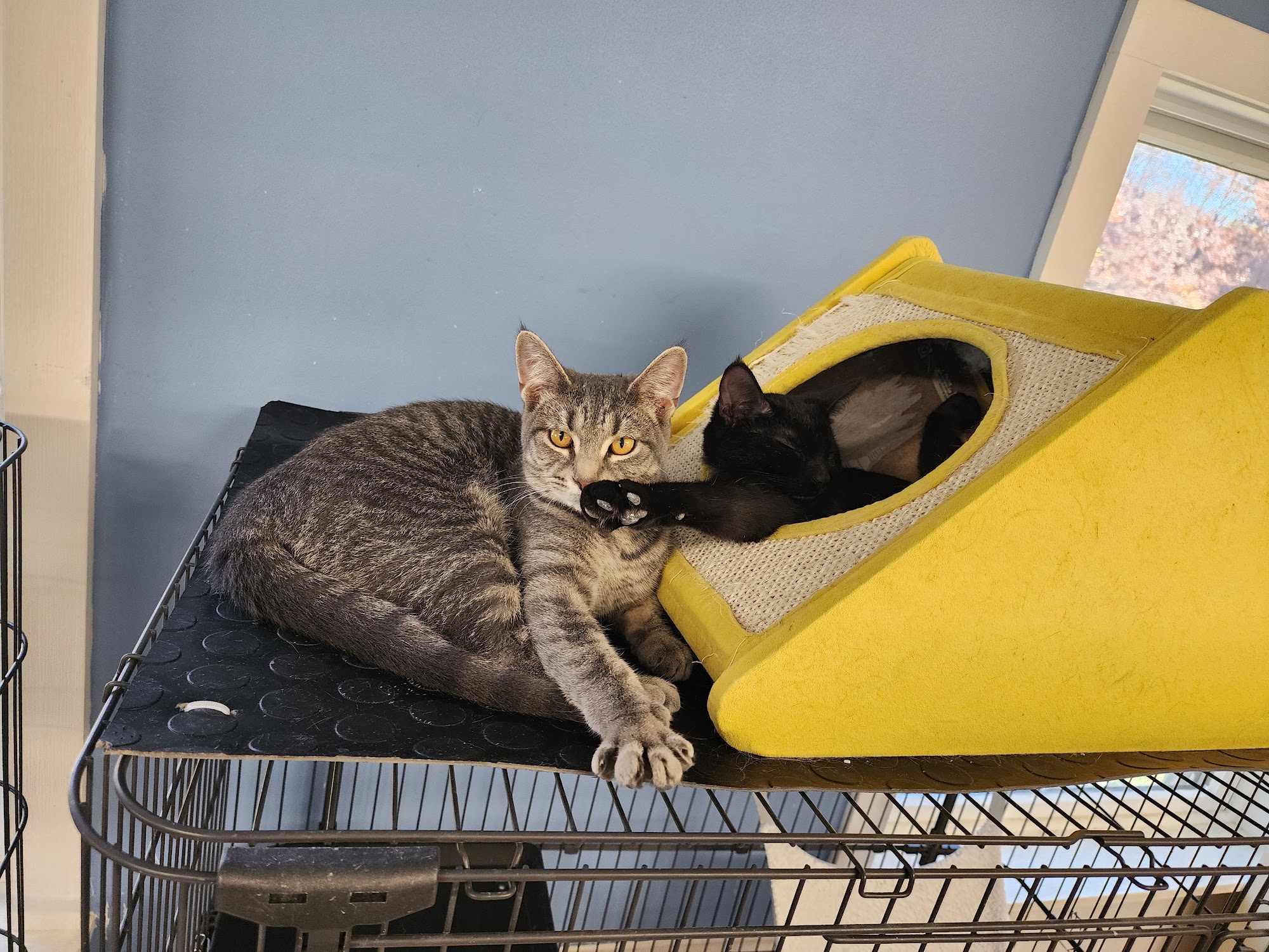 Manistee County Humane Society Manistee