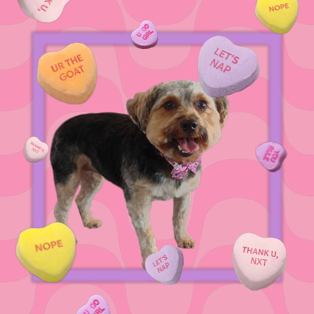 Northern Tails Pet Resort Manistique Manistique