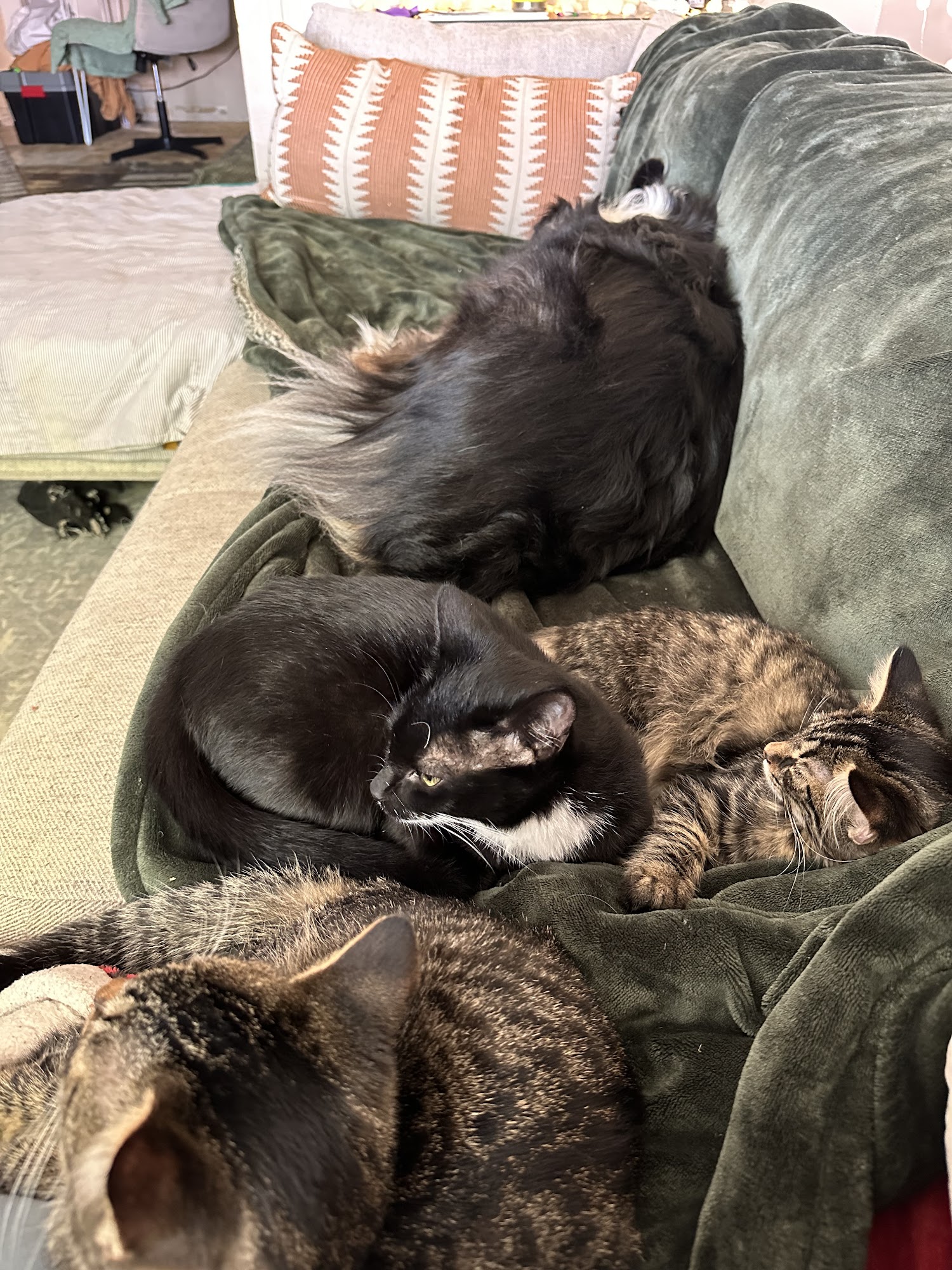 Eva Burrell Animal Shelter Manistique