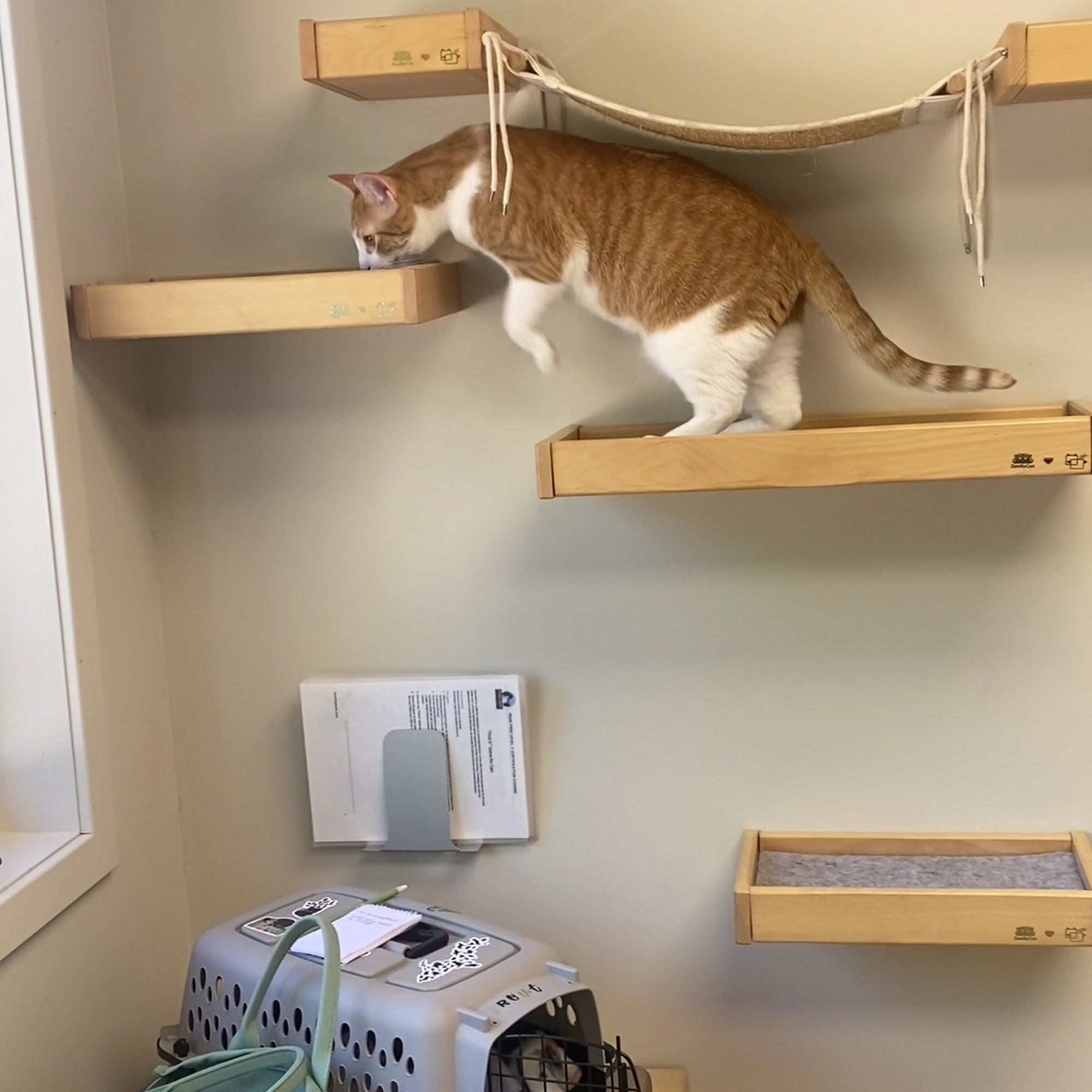 Animal Medical Center of Marquette Marquette