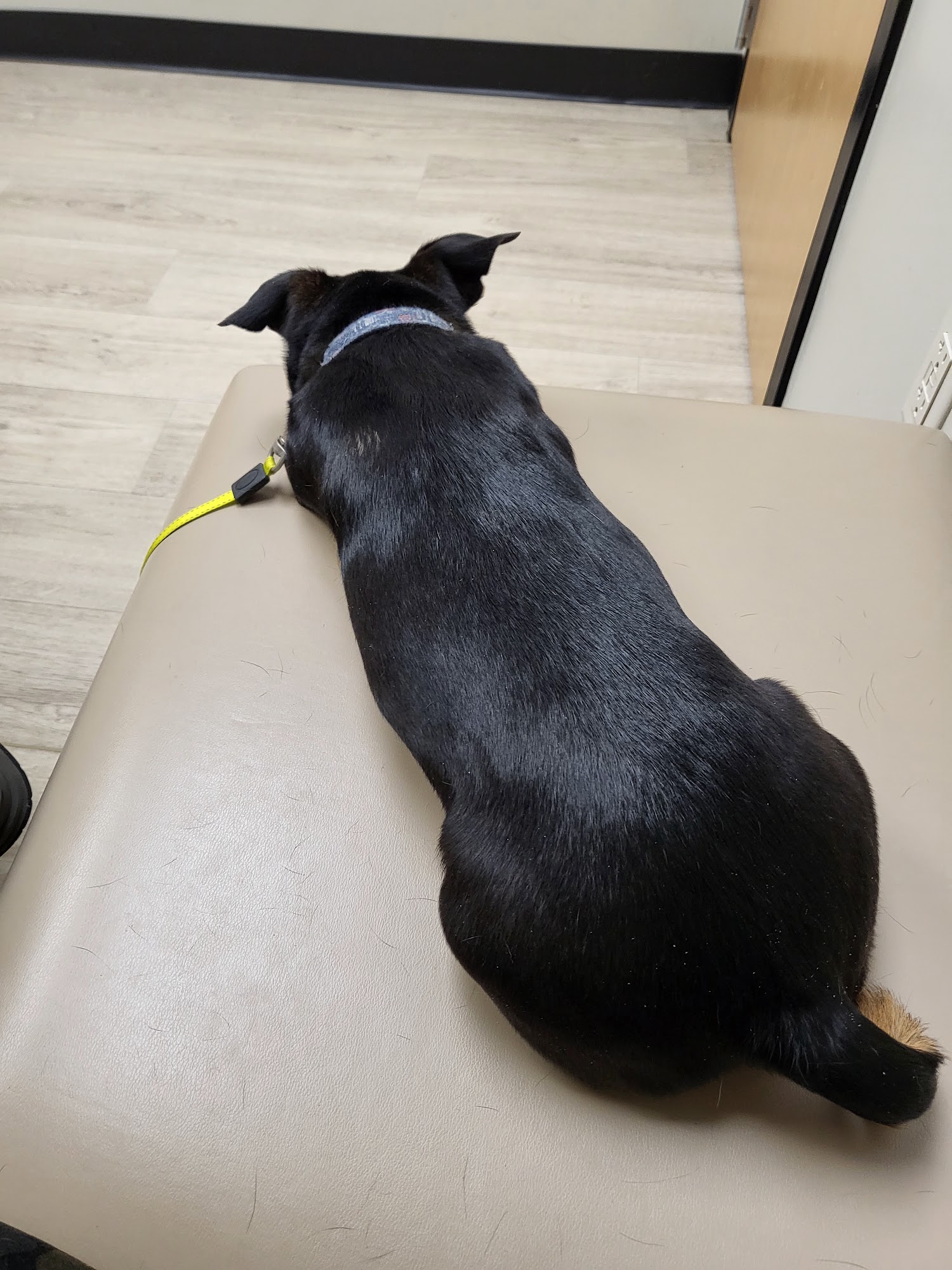 Animal Medical Center of Marquette Marquette