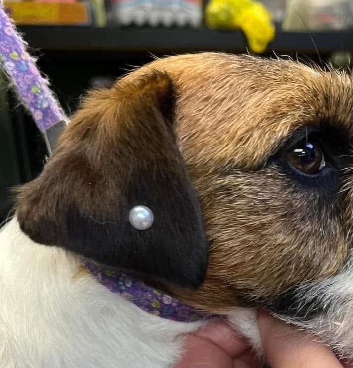 TacoMo Dog Training Marquette