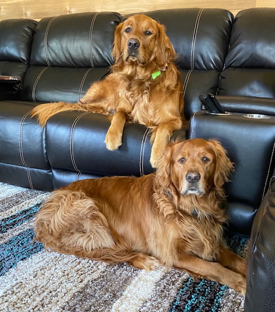 Stuga North Veterinary Care Marquette