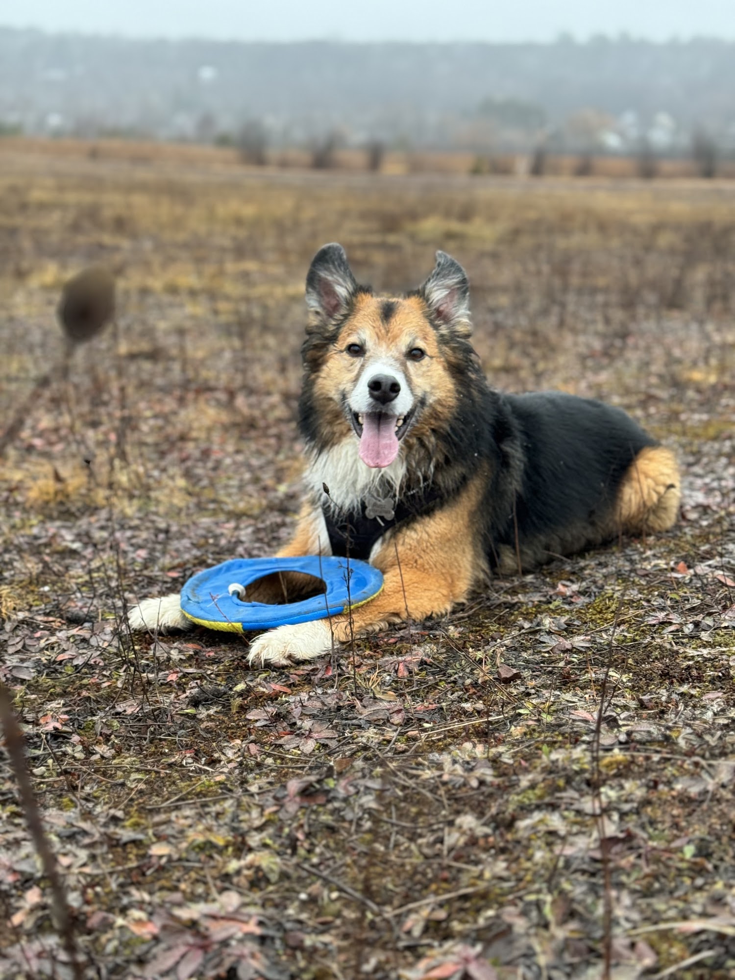 Poets Pet Parlor Marquette