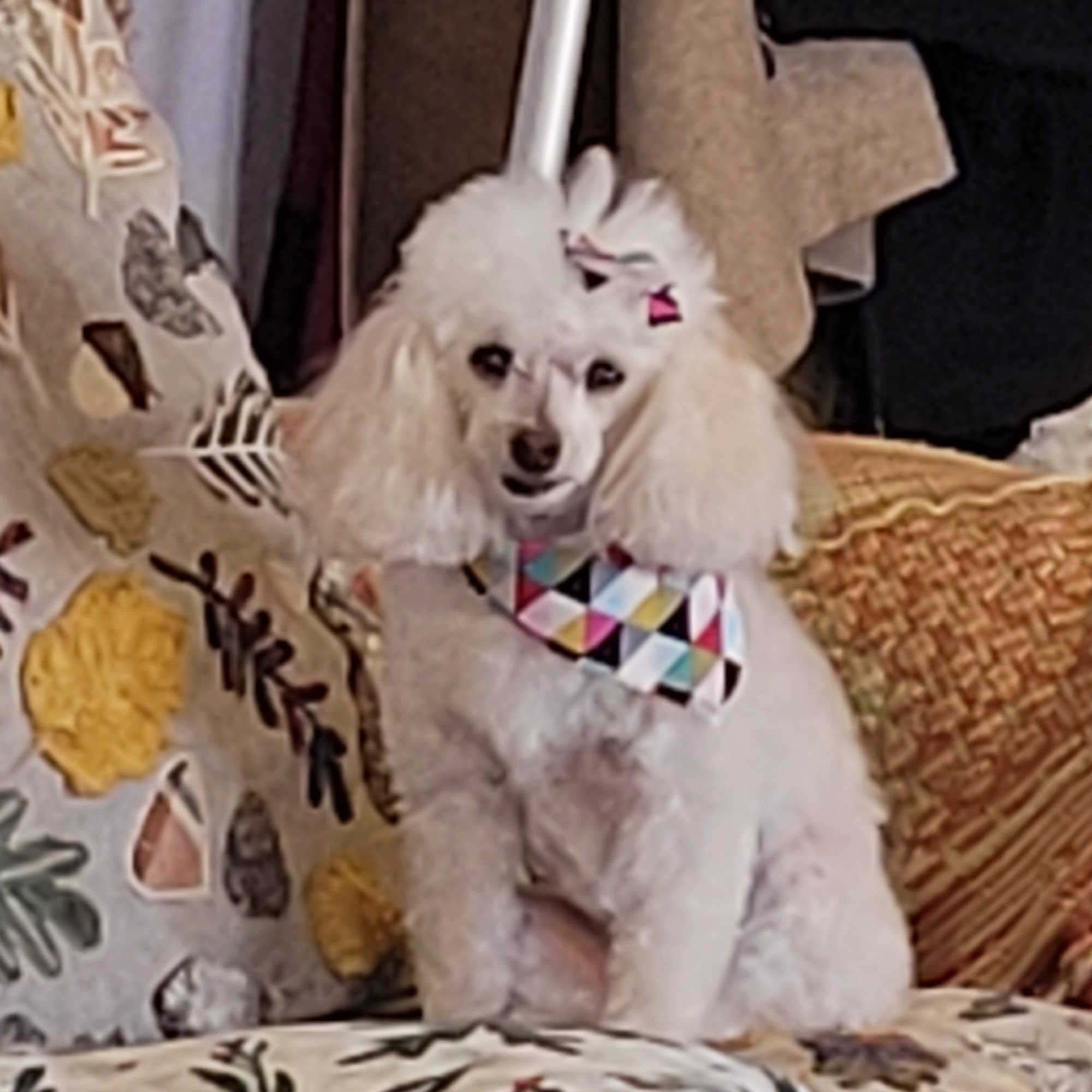 Doggie Spa & Play Care Marshall