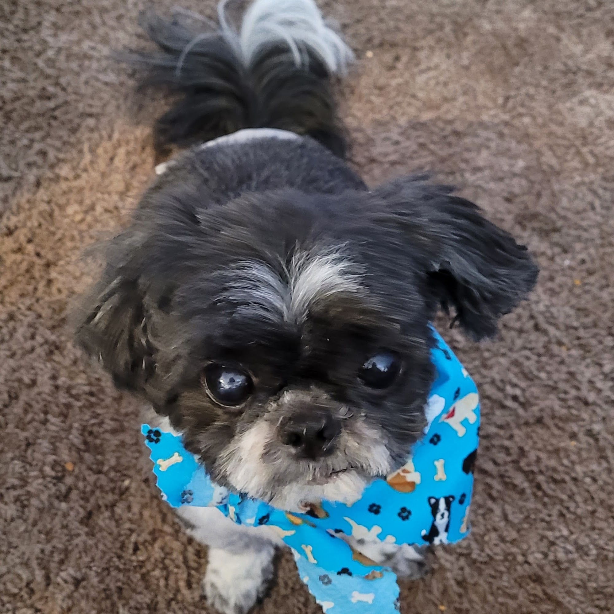 Marysville Veterinary Clinic Marysville