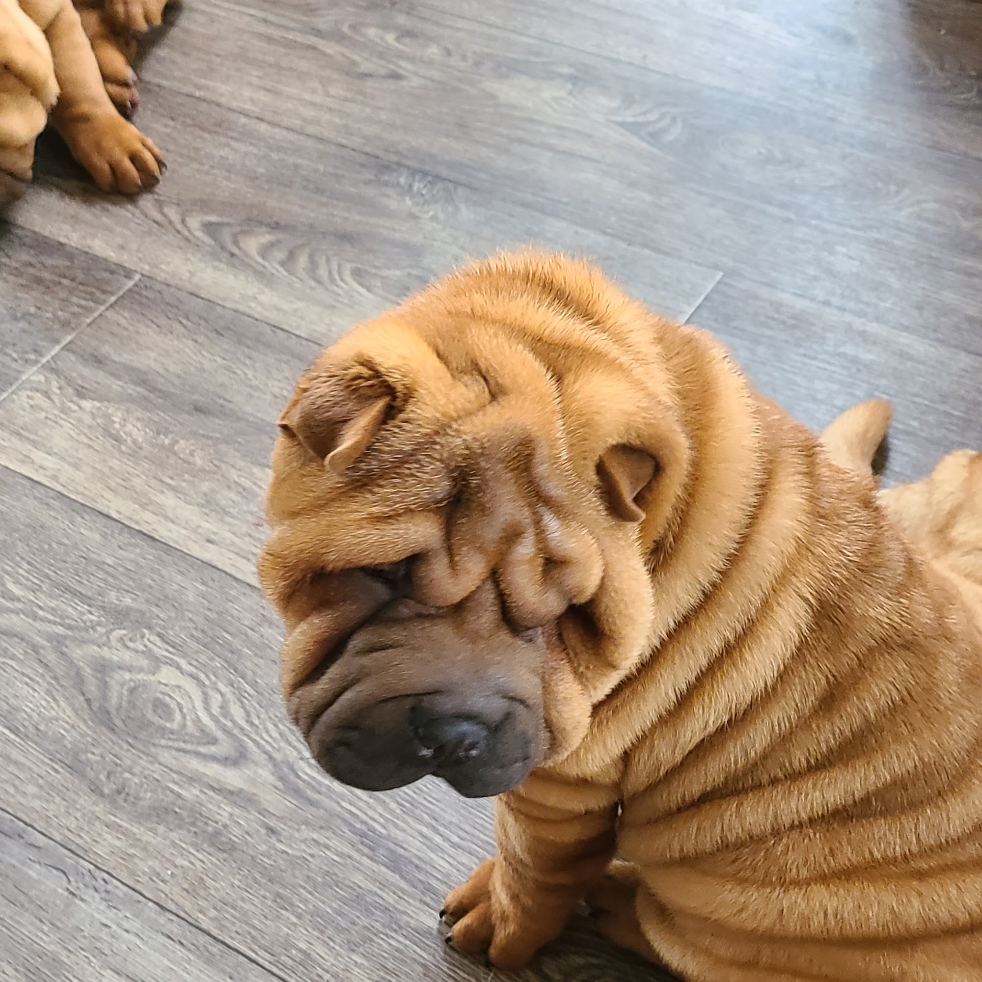 Countryside Animal Clinic Mason