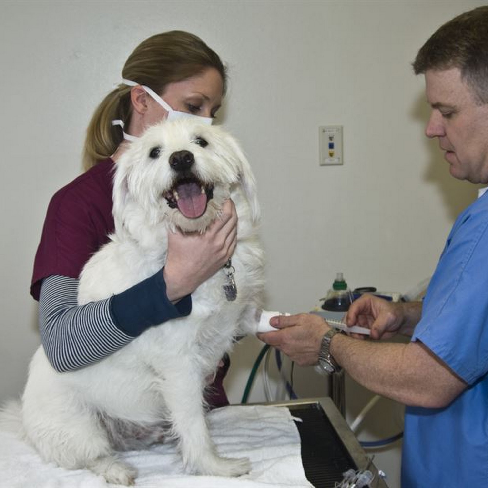 Patterson Veterinary Hospital - Mason Mason