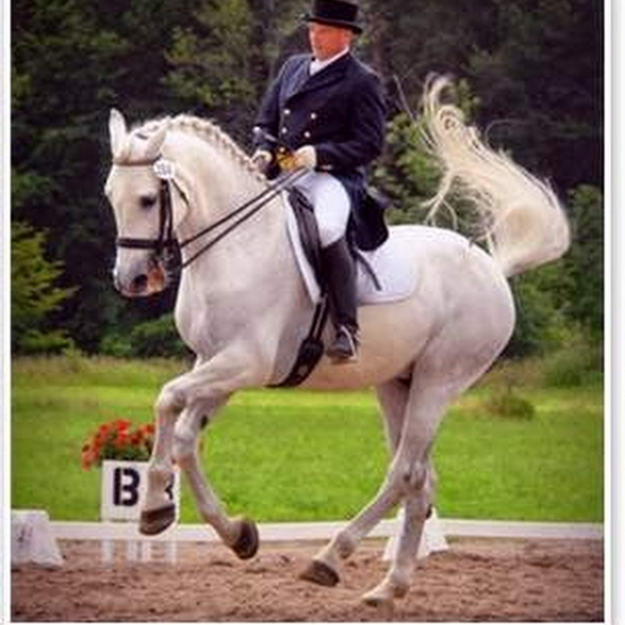 Equine All Sports Medicine Mason