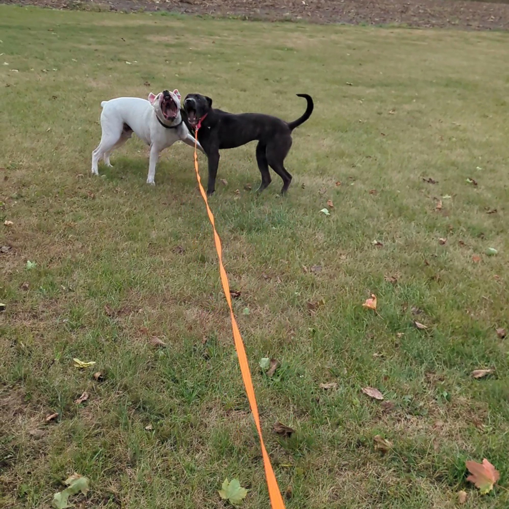 Ingham County Animal Control and Shelter Mason