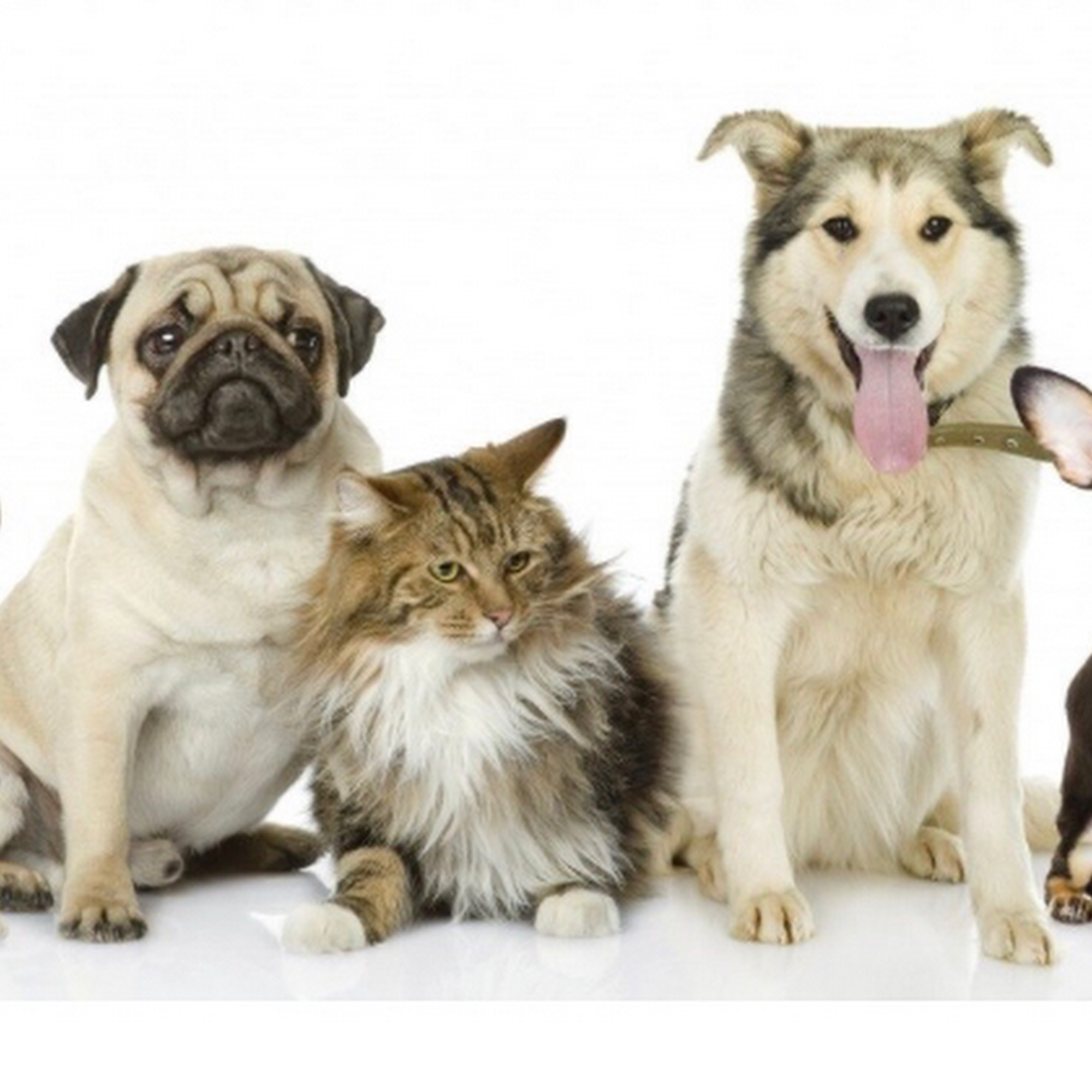 Mattawan Animal Hospital Mattawan