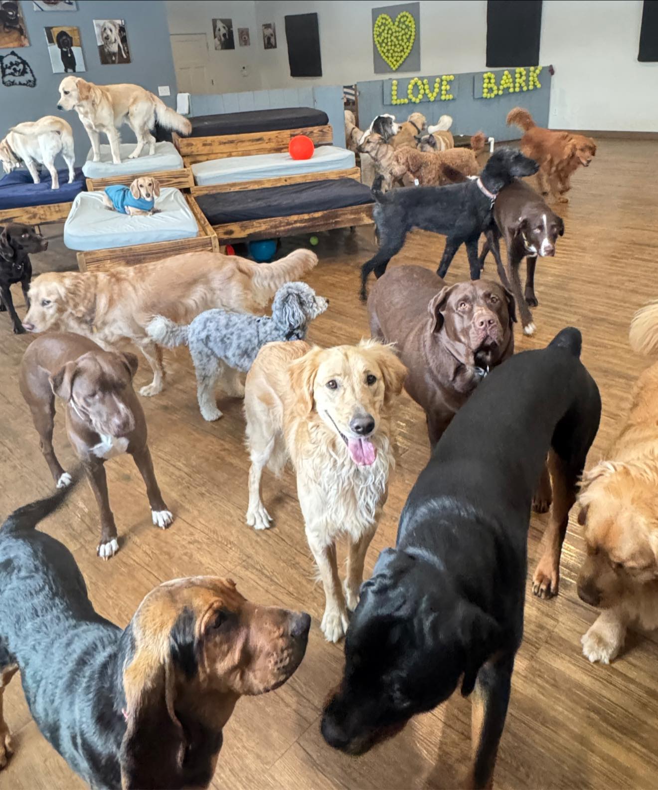 Brzustowicz’s K9 Retreat Grooming & Doggy Day Care Mattawan