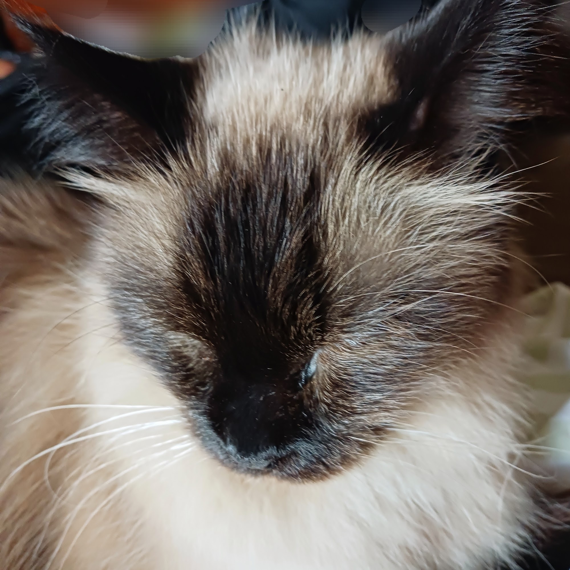 Greenwood Veterinary Associates PC Memphis