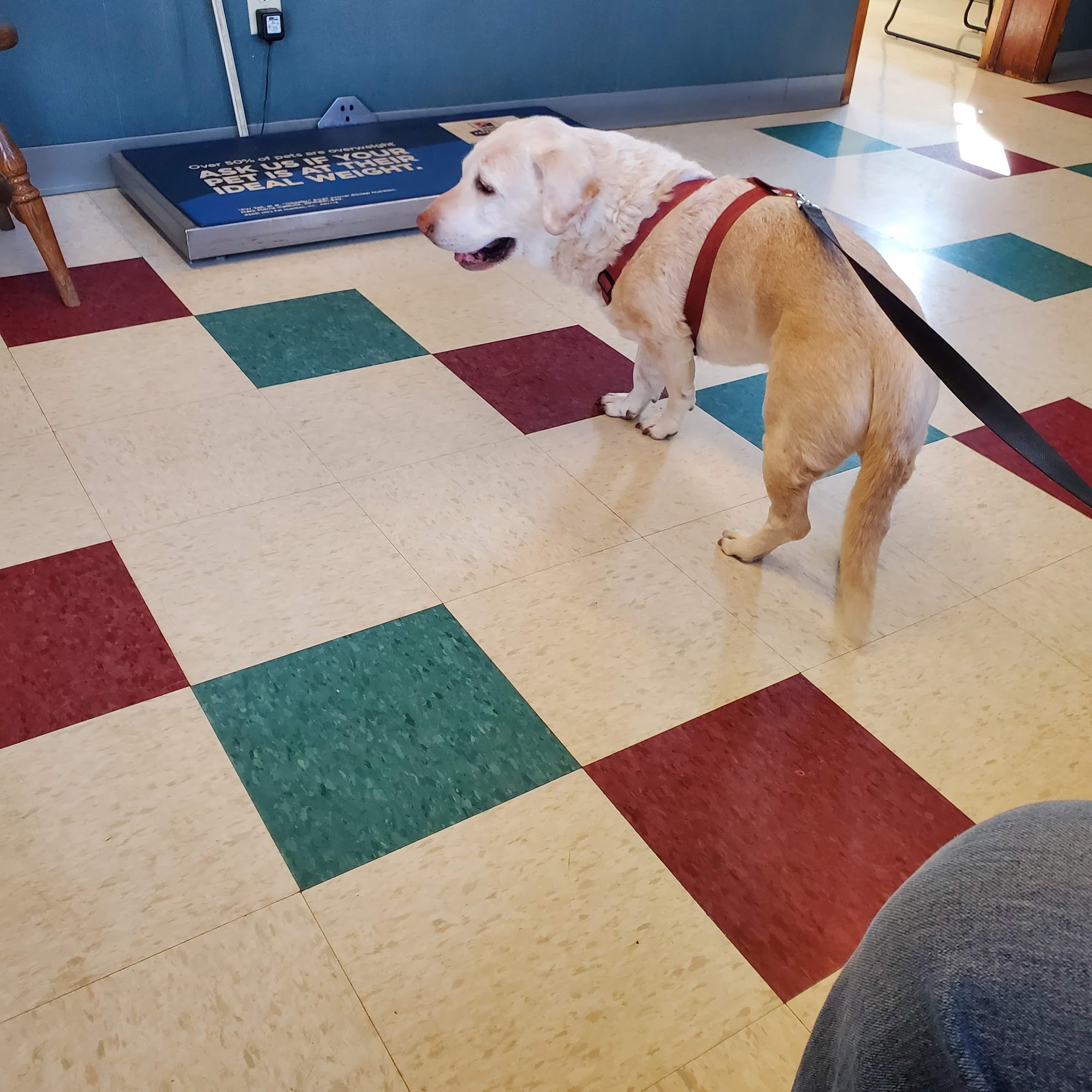 Bayshore Veterinary Clinic Pc Menominee