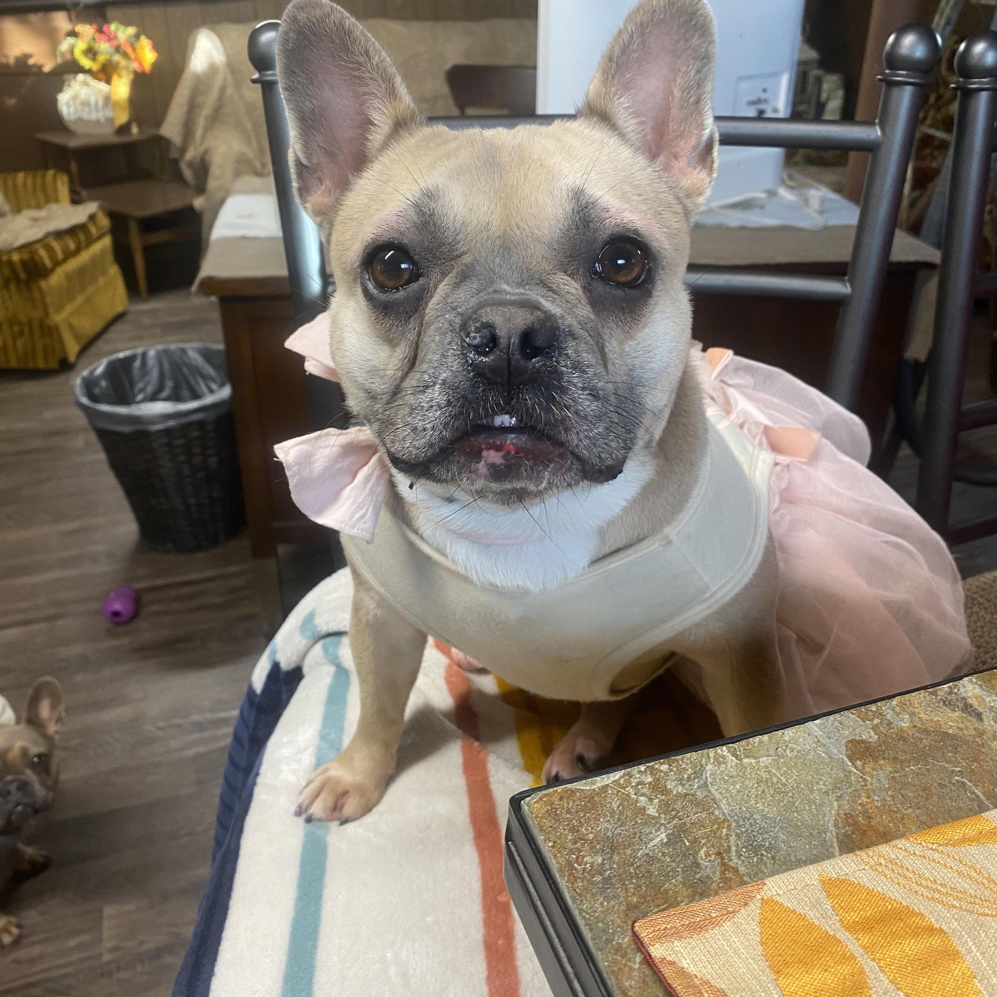 Sharri Rye Pet Grooming Menominee