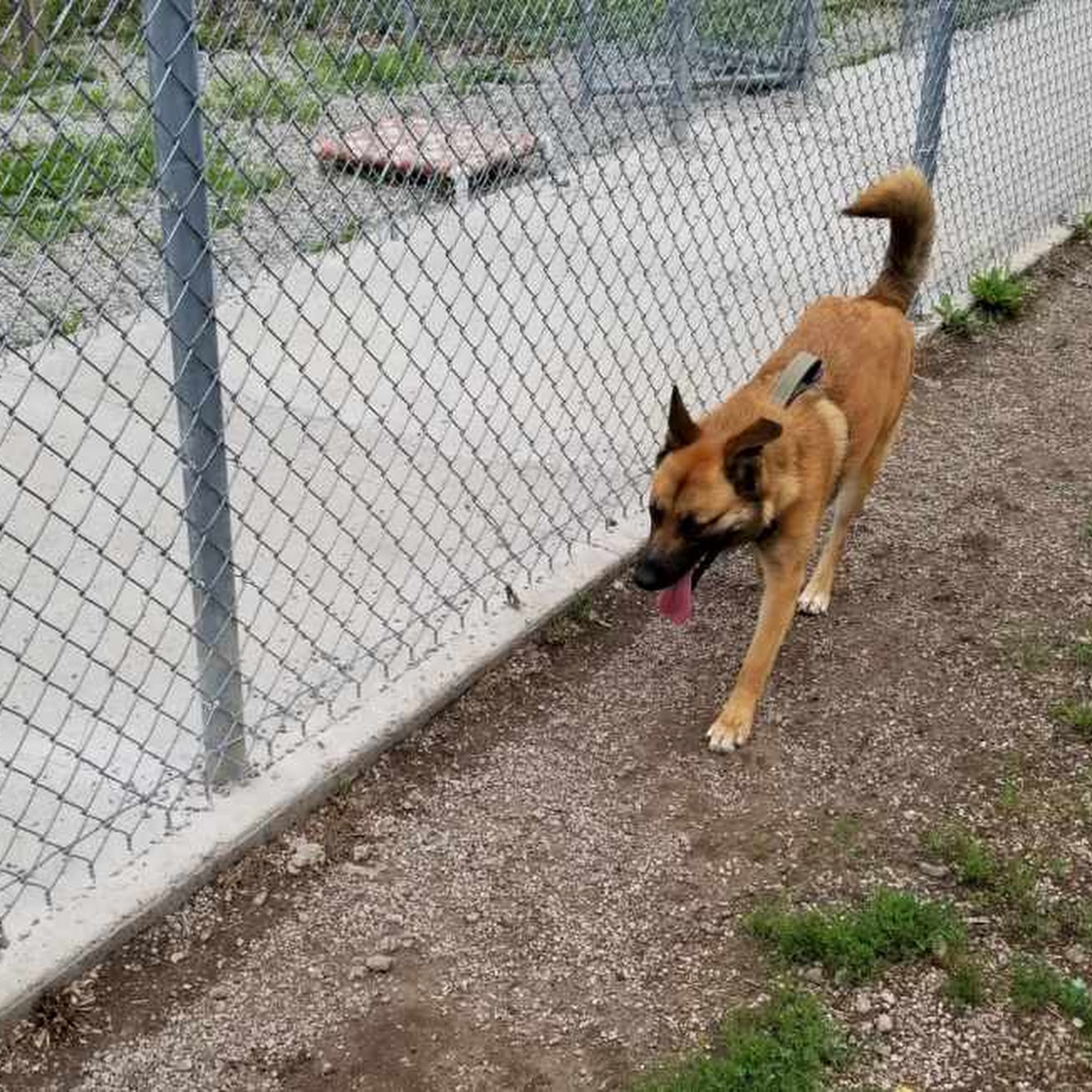 Menominee Animal Shelter Menominee