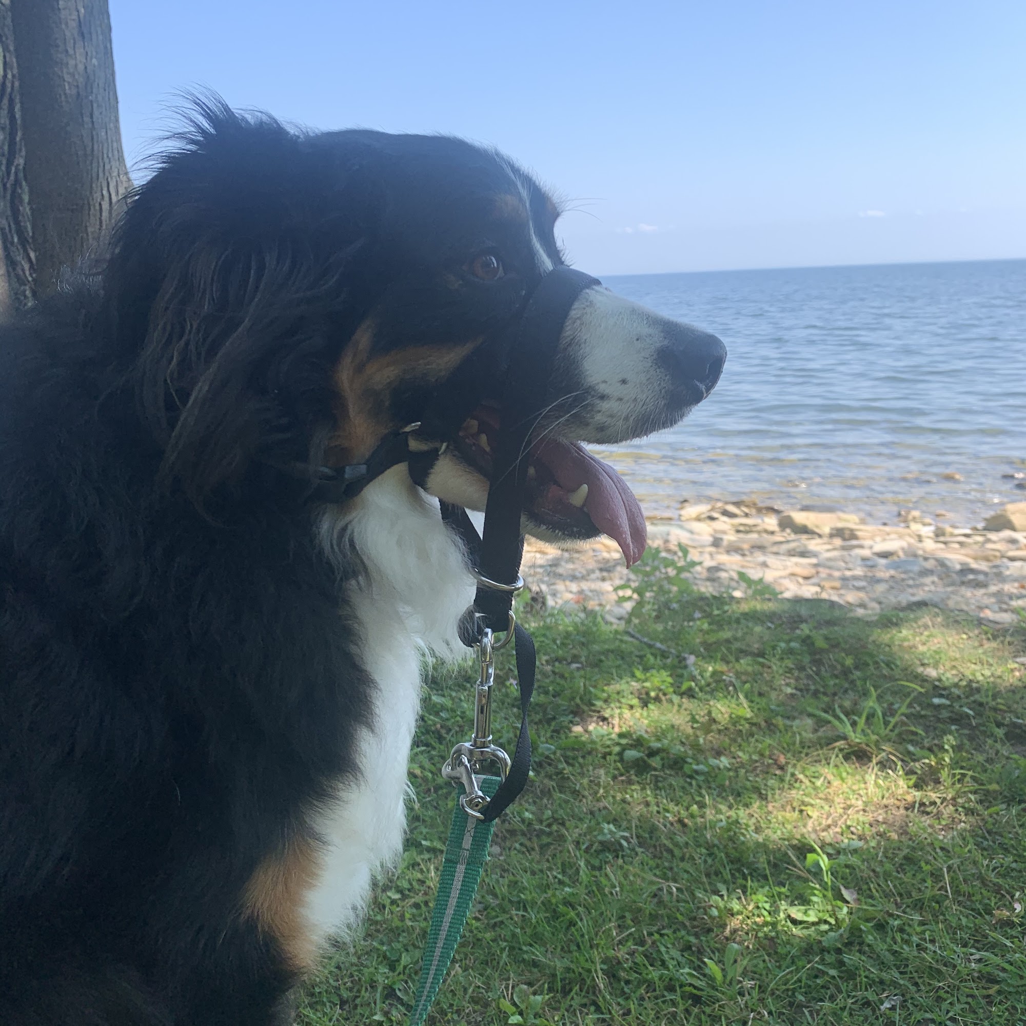 Bayshore Kennels Menominee