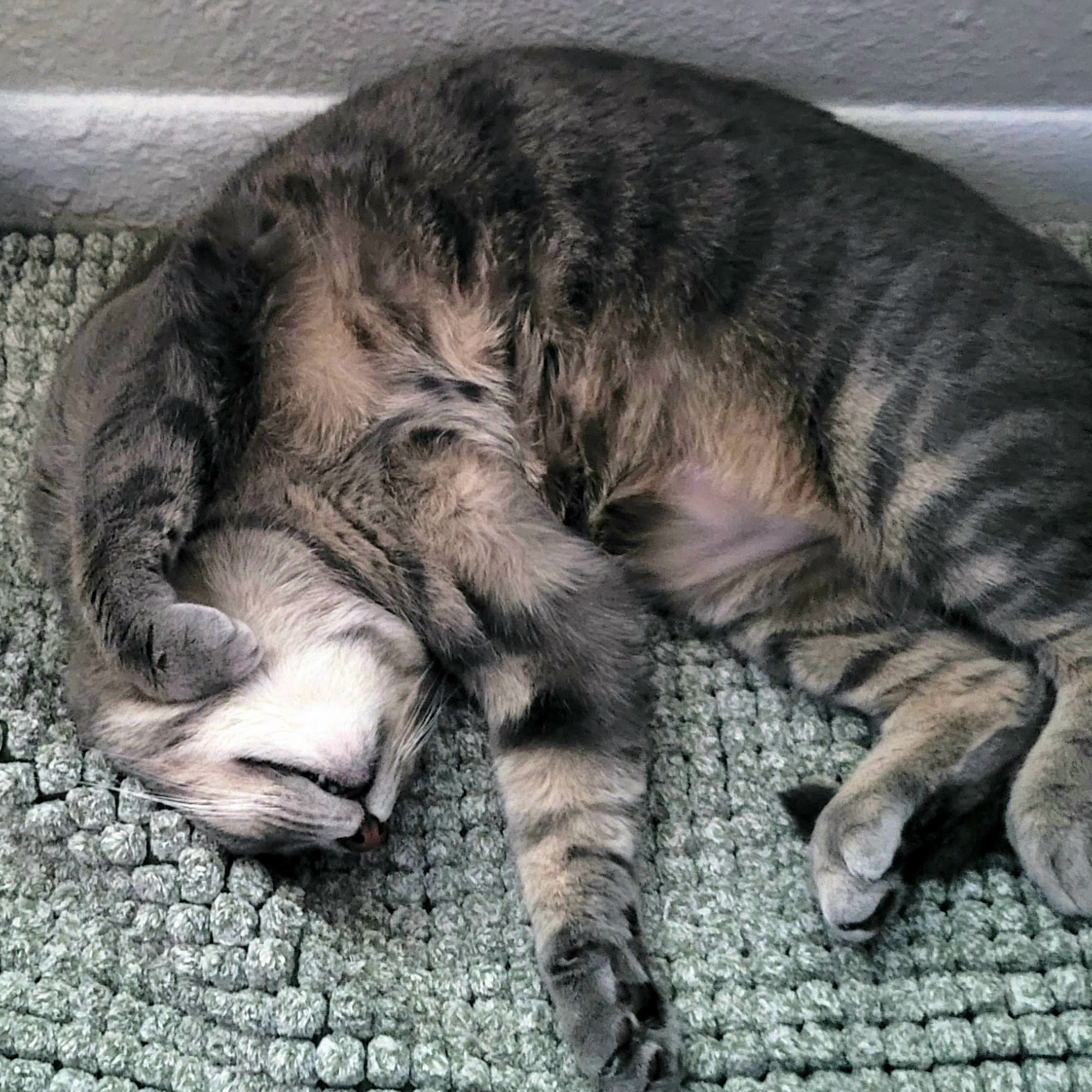 Schultz Veterinary Clinic Meridian