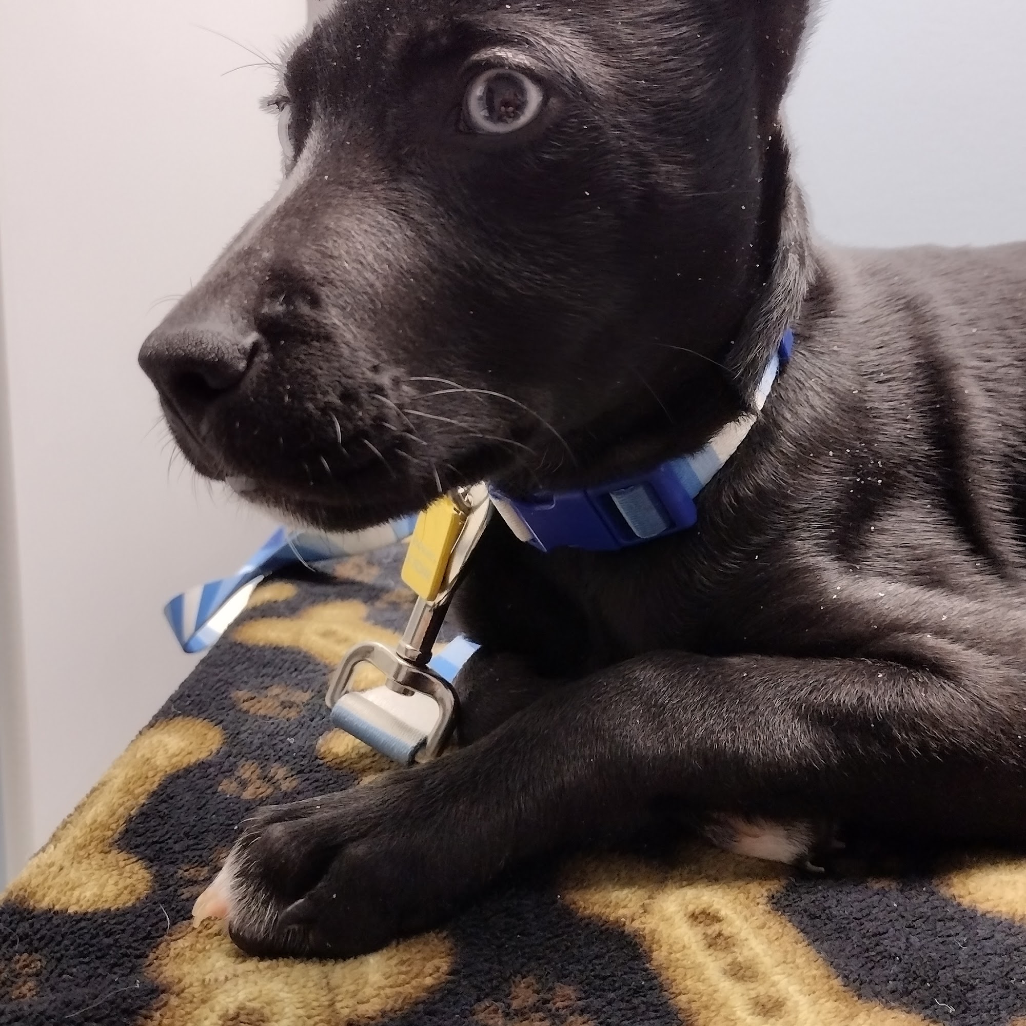 Red Cedar Animal Hospital, PC Meridian