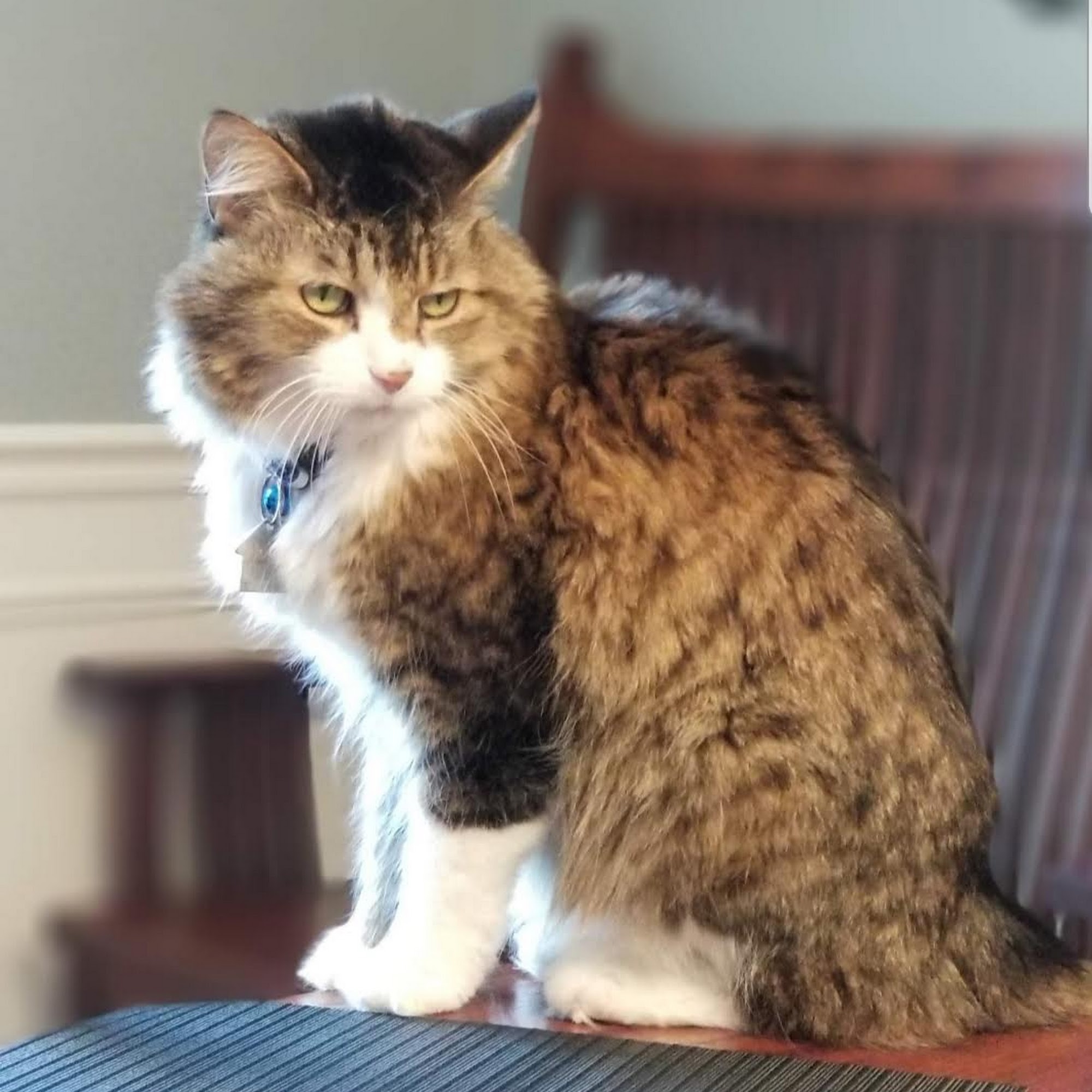 Okemos Animal Hospital Meridian