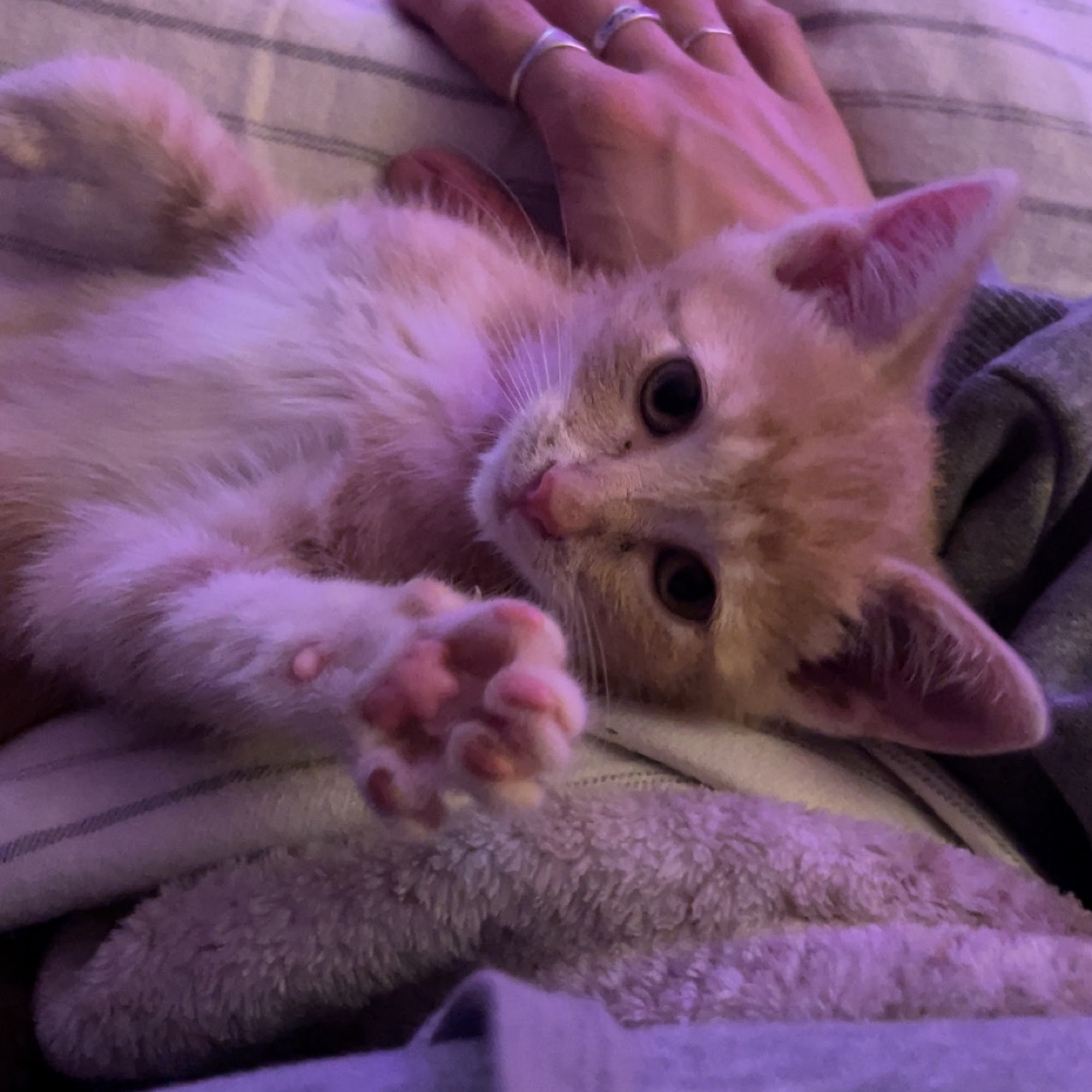 Riverside Cat Hospital Meridian