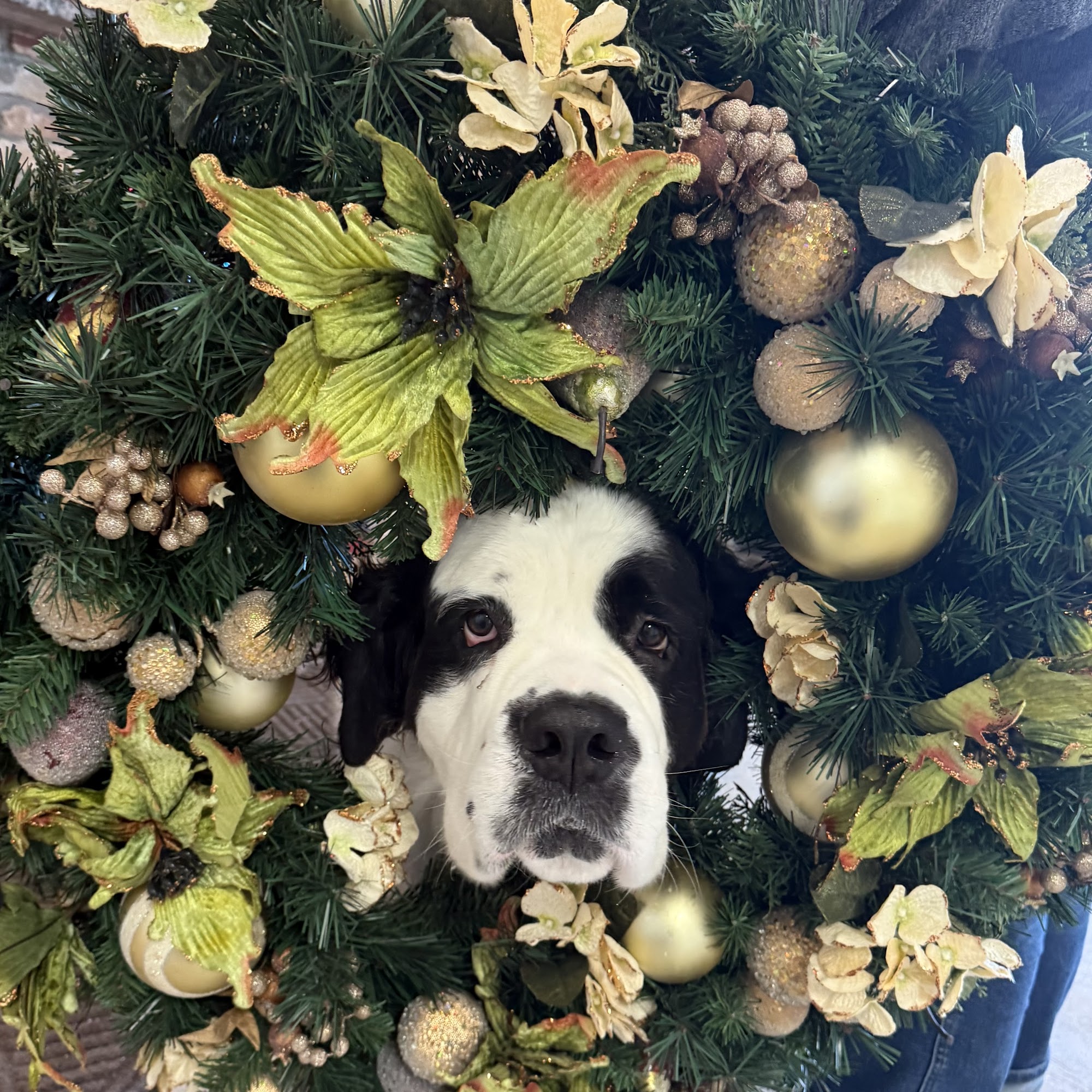 Bell Veterinary Clinic Metamora