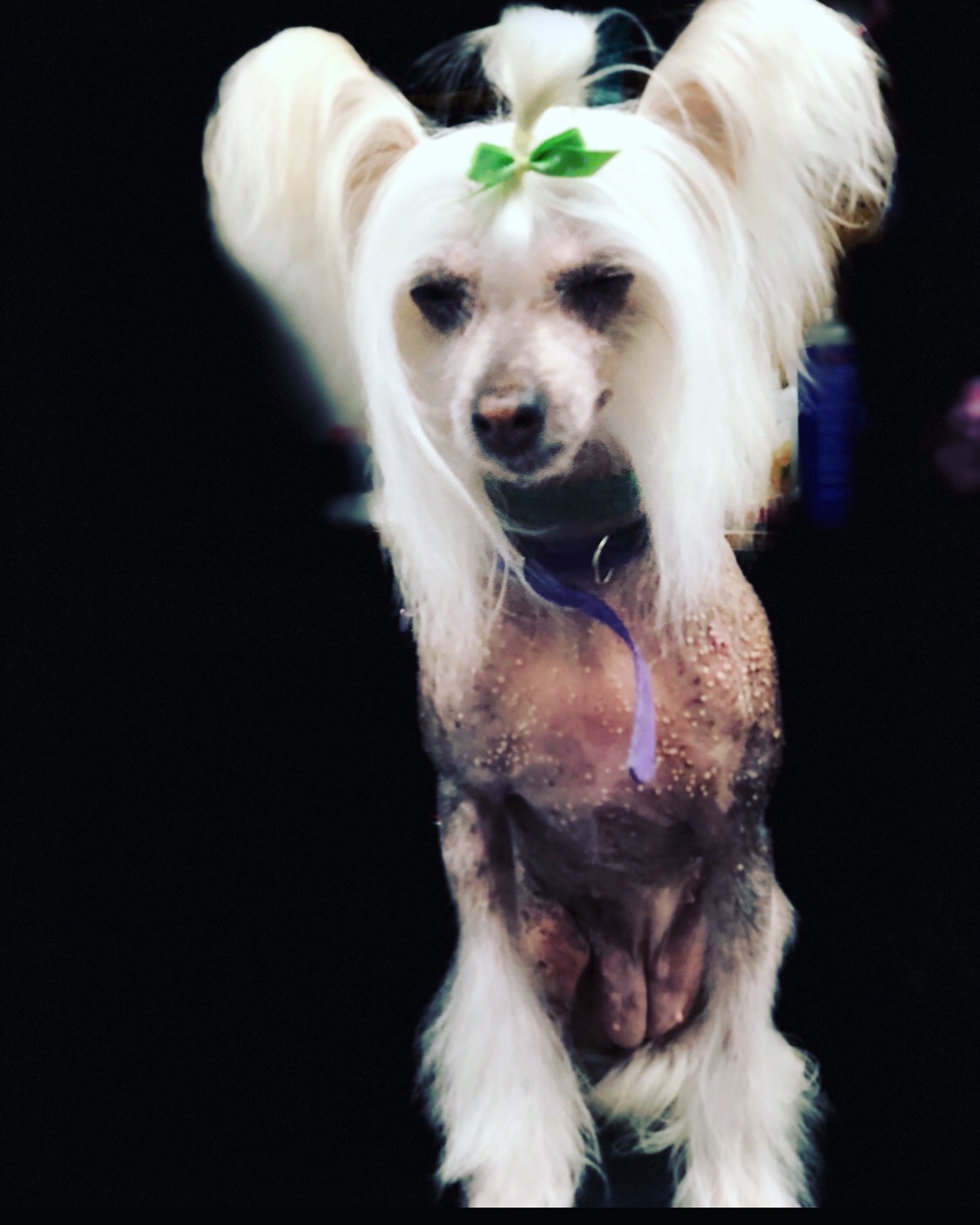 Paws Pet Spa and Boutique 8 Metamora