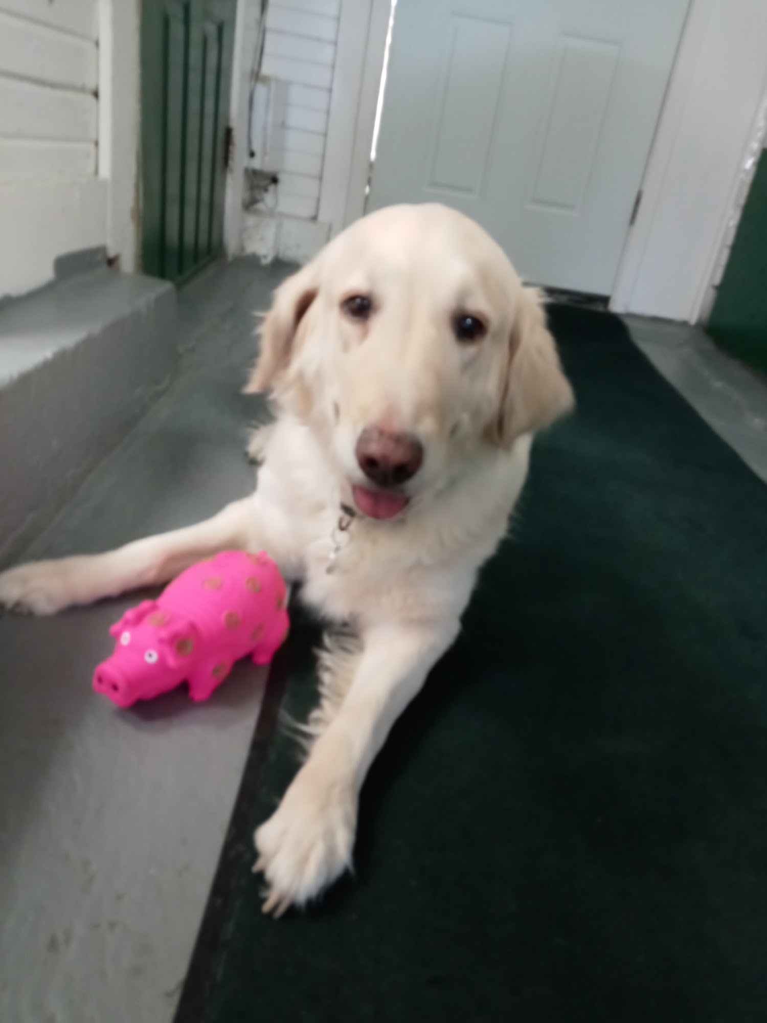 Metamora Canine Kennel Metamora