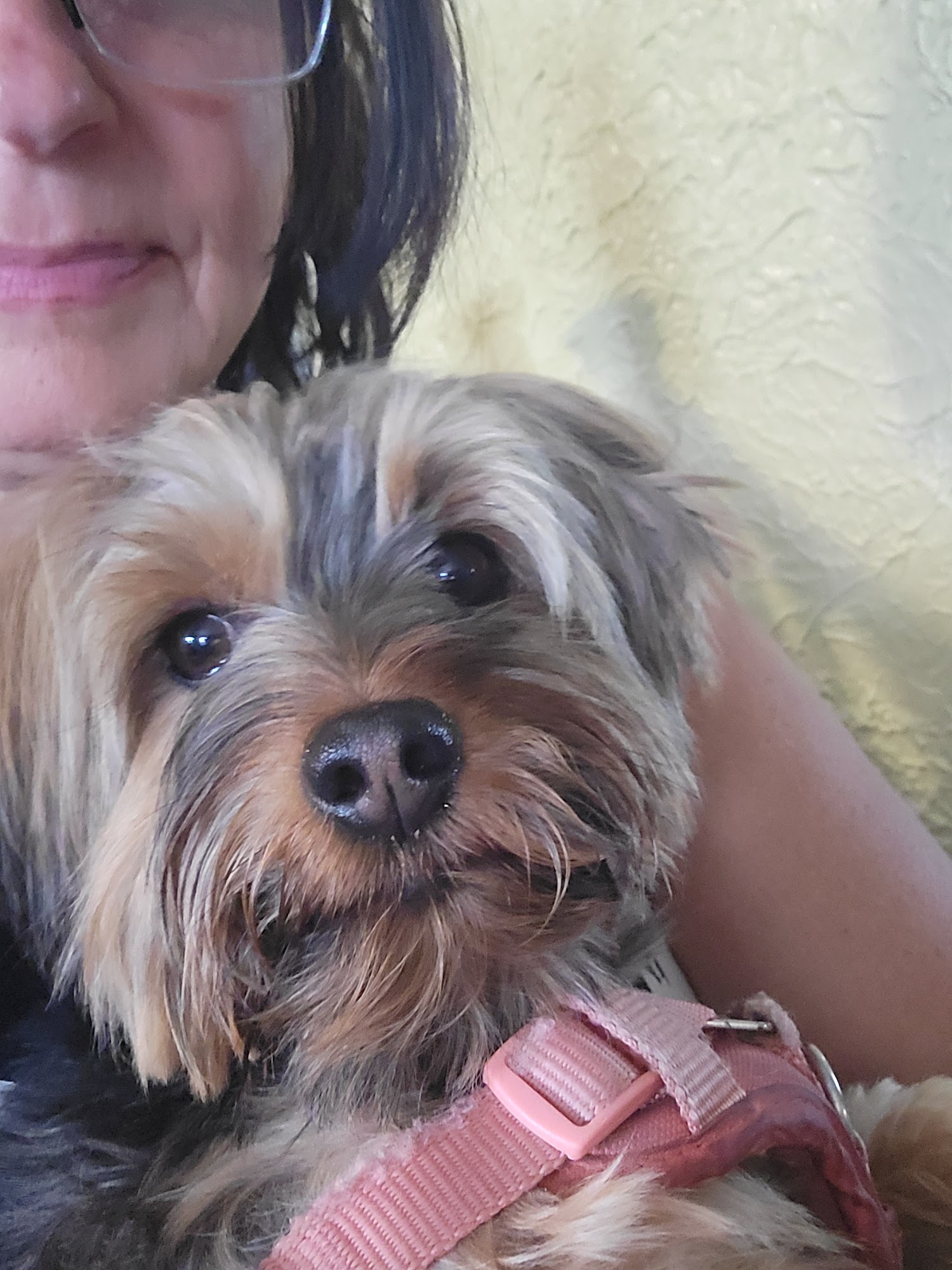 Great Lakes Dog Rescue Metamora