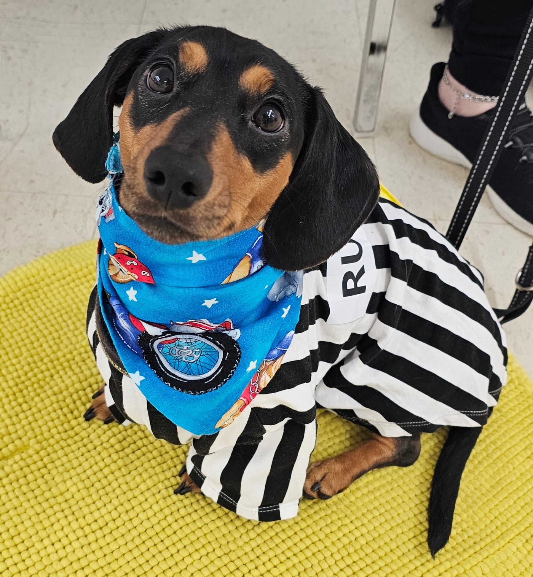 Paws Plus You, LLC Metamora