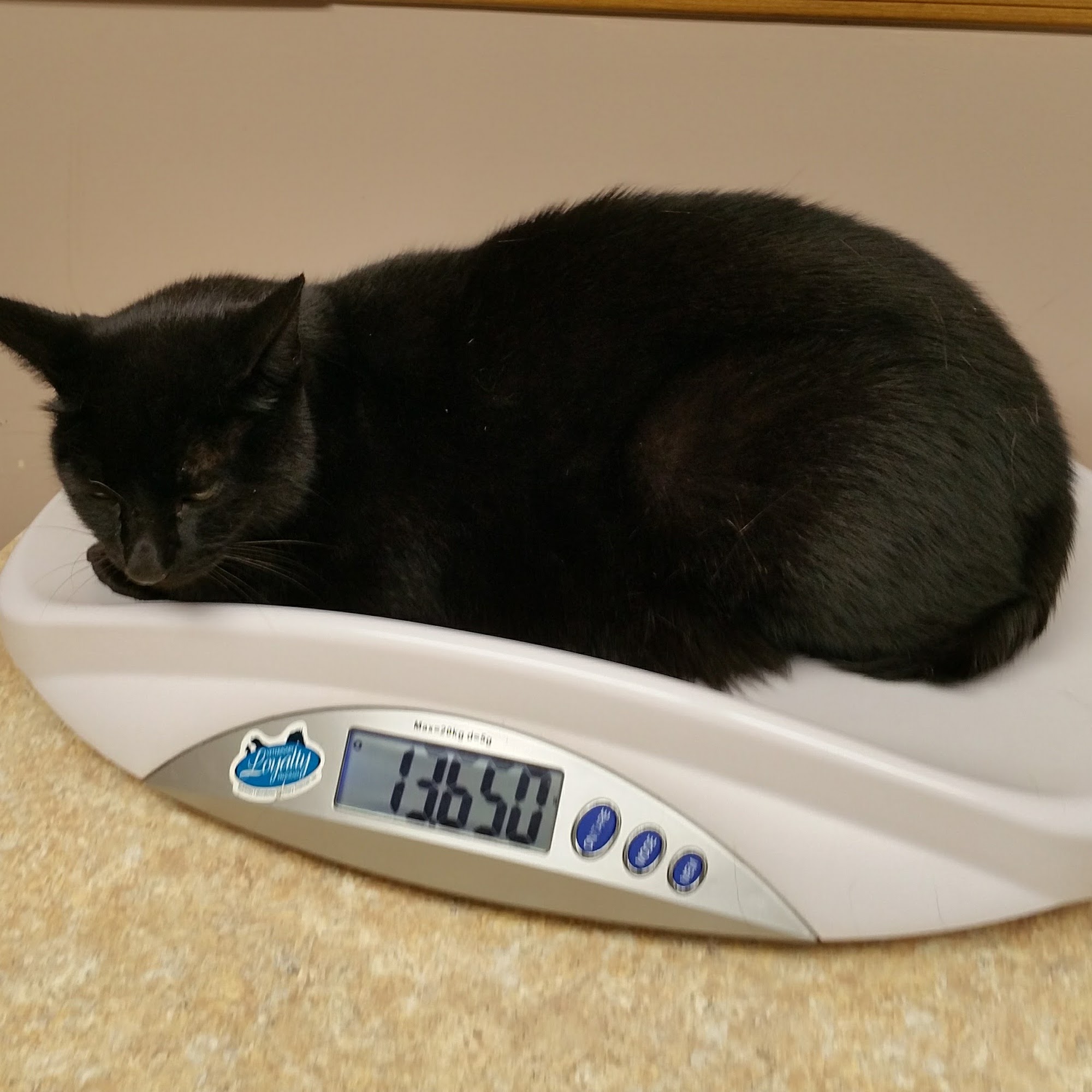 Thornapple Veterinary Medical Center Middleville