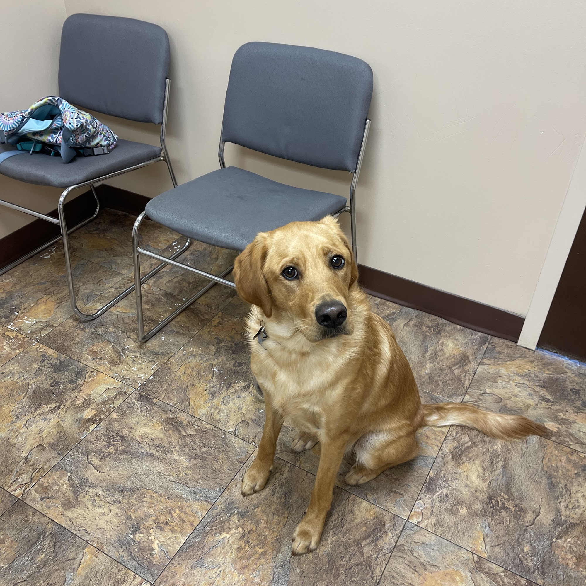 Hart Animal Hospital *Dr. Daniel Hart Middleville