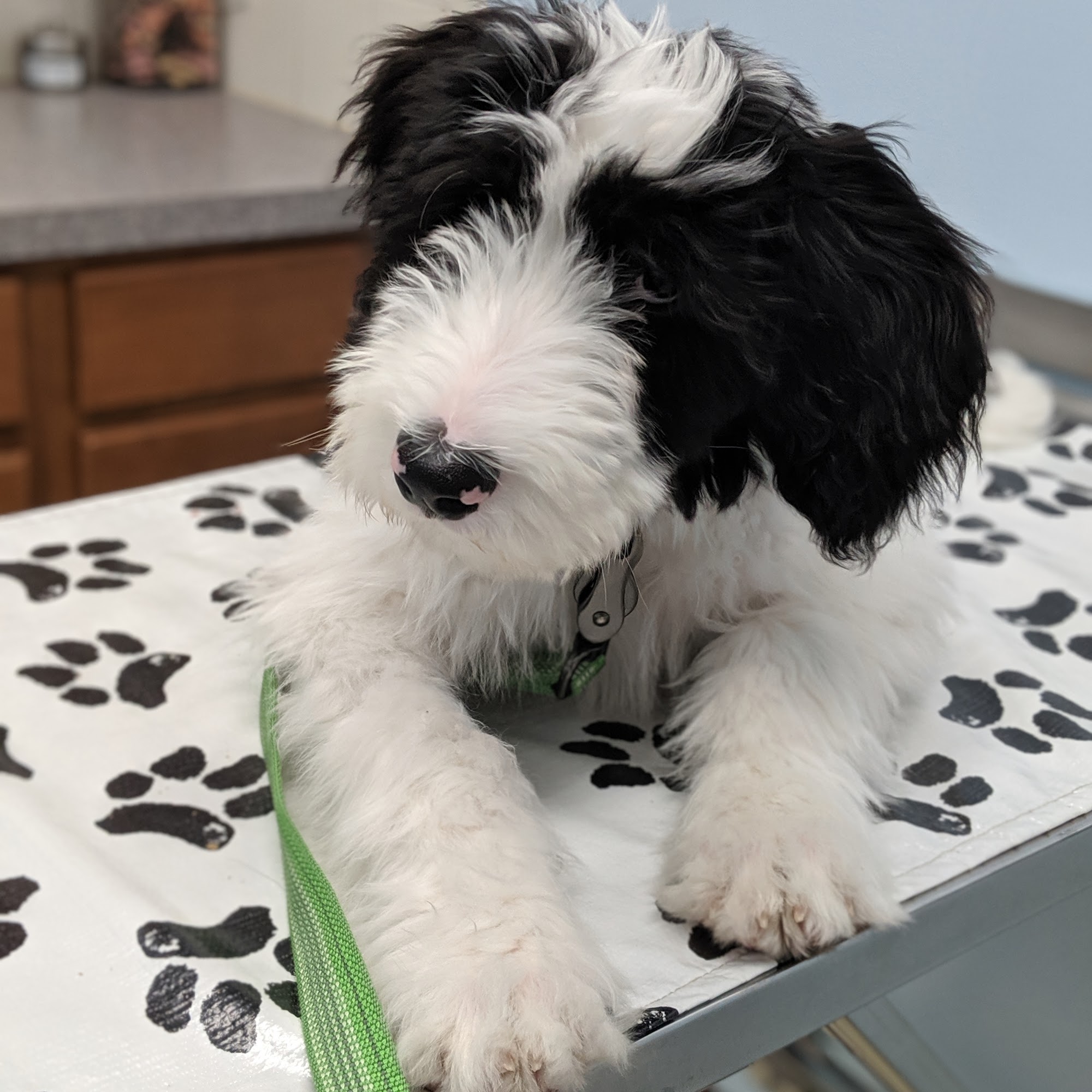 Northern Animal Clinic Midland